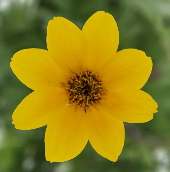 Solaire® Yellow Semi Trailing