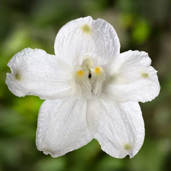 Hunky Dory White