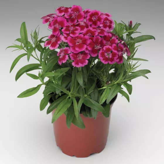 Barbarini Redrose Bicolor