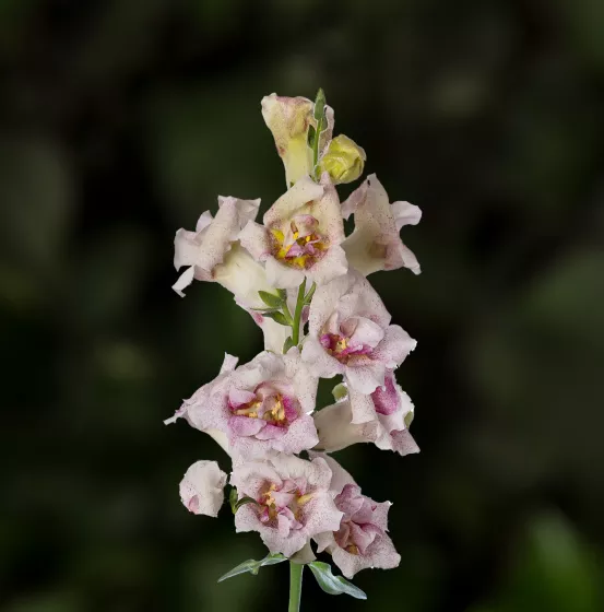 Sweet Duet Lavender Speckle
