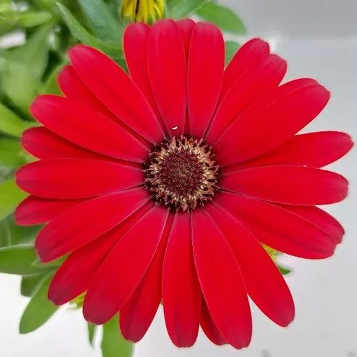 Tradewinds® Red