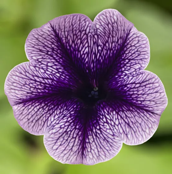 Sanguna® Blue Vein