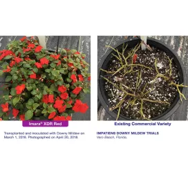 imara-xdr-impatiens-red-competitor