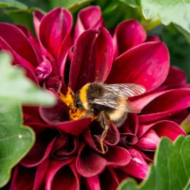 Pollinator