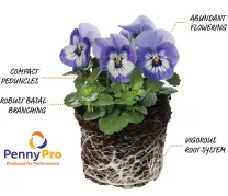 penny-pro-viola-details