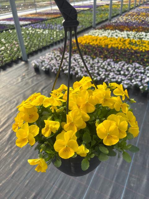 LTD WELLSPRING YELLOW (70086804