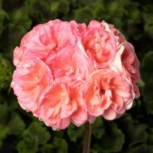Pelargonium zonale Rosebud Astrid
