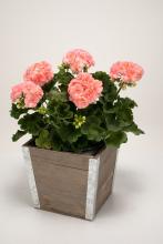 Pelargonium zonale Rosebud Astrid