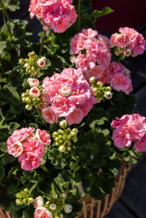 Rosebud Astrid