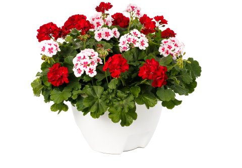 Calliope Geranium Combos