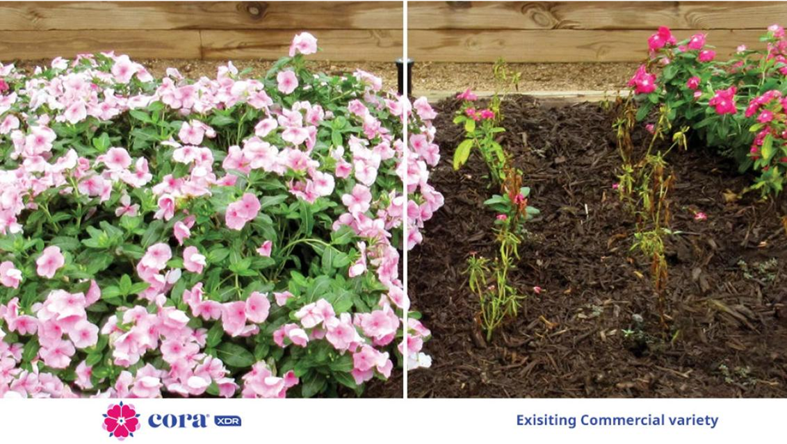 cora-xdr-vinca-competitor-comparison-2x