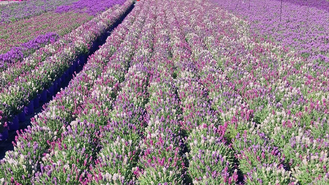 Discover the power of our Lavandula series