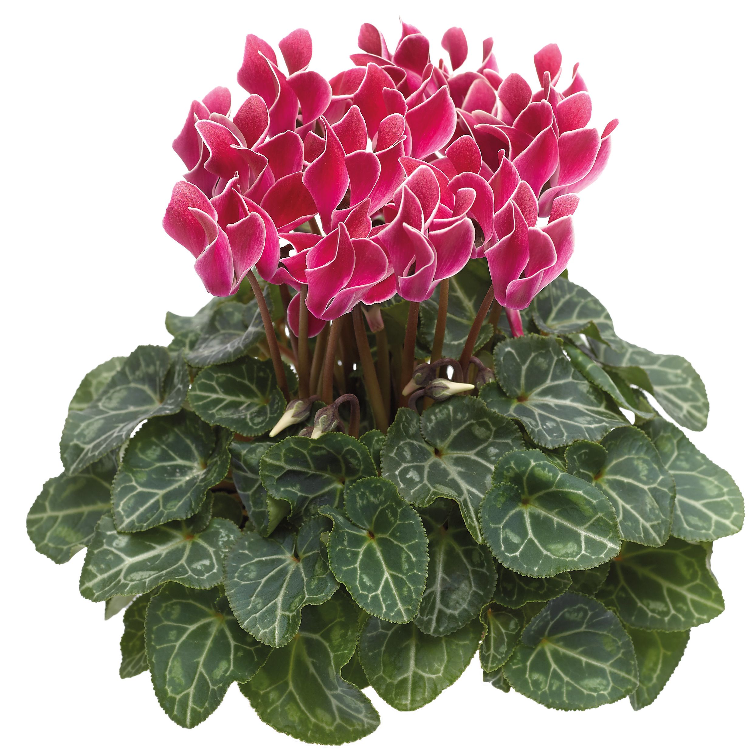 70055986-pot.jpg