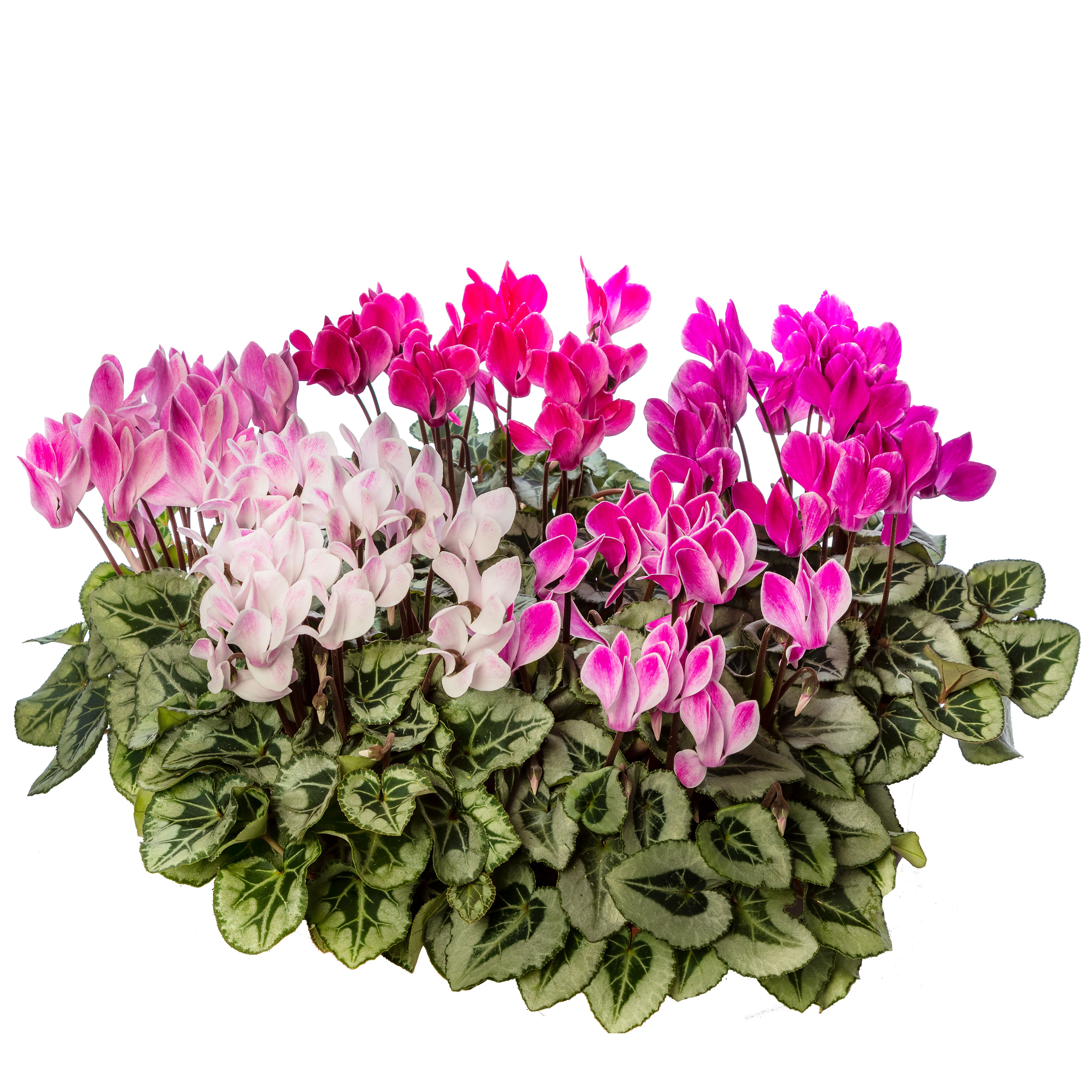 70007904-pot.jpg