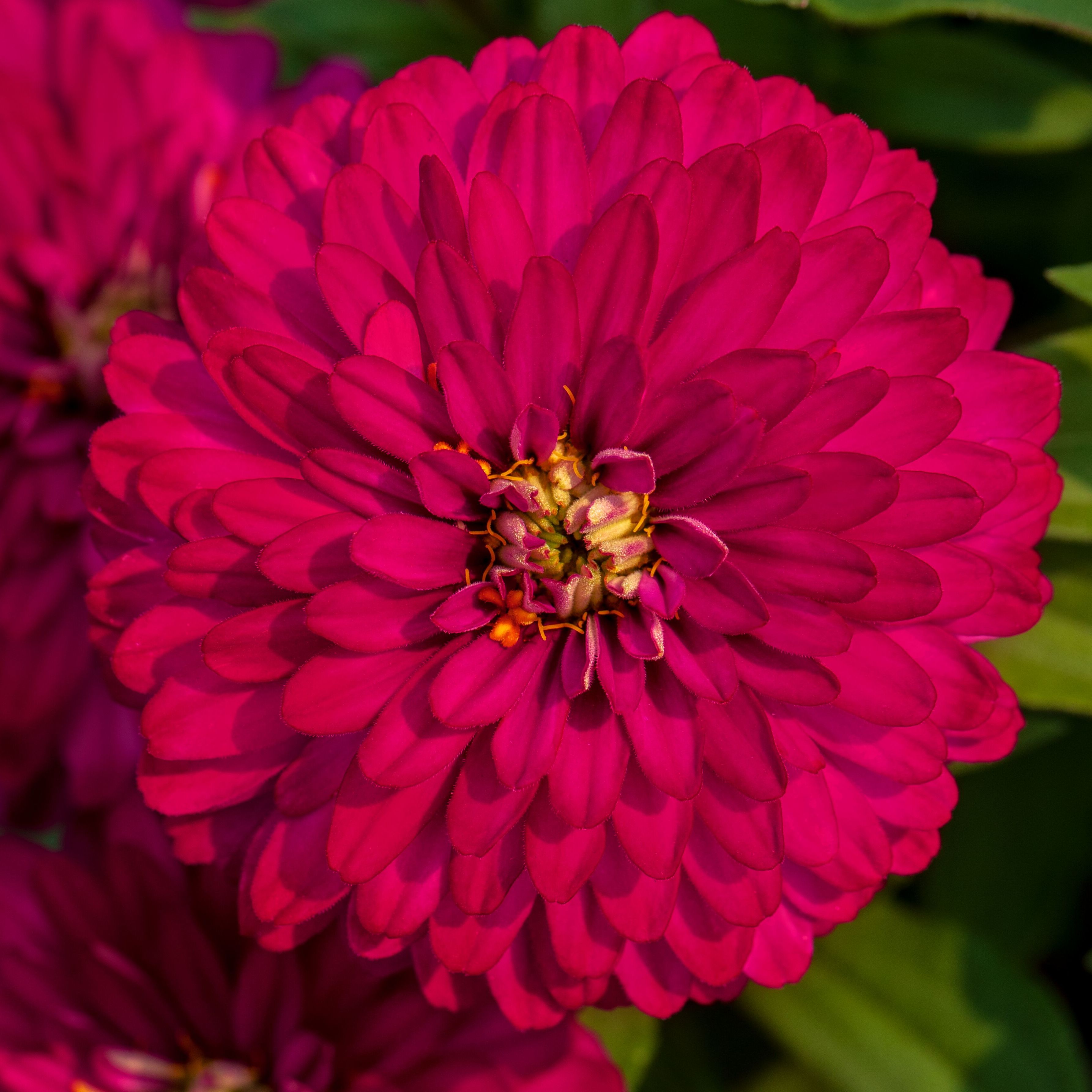 70102026-flower.jpg