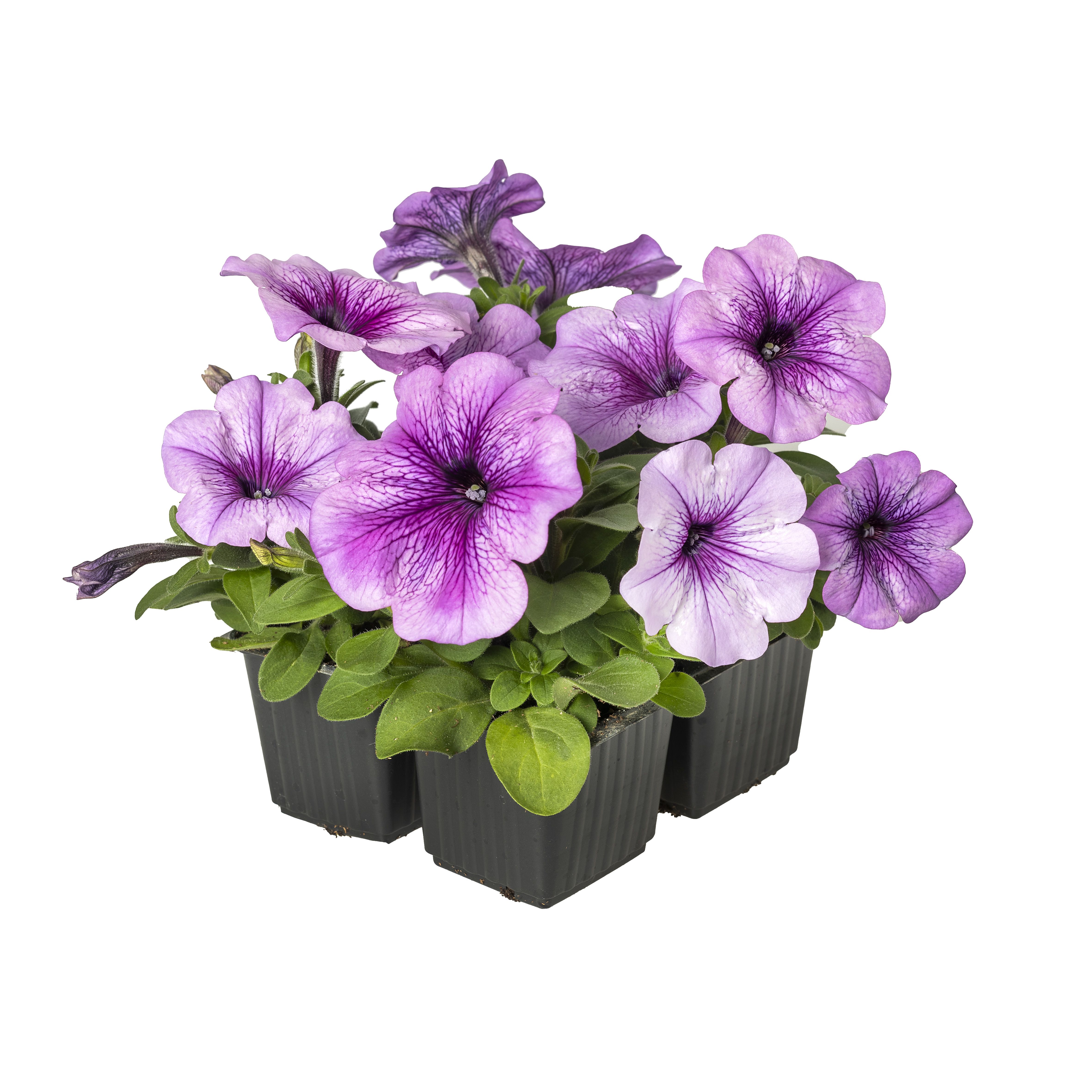 Damask® Purple Veined | Syngenta Flowers