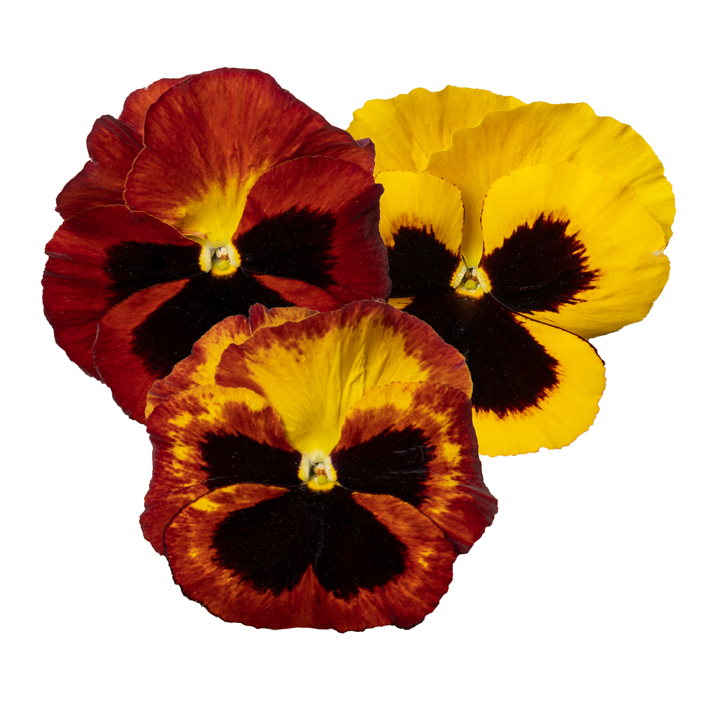 Delta® Pro Fire André Rieu | Syngenta Flowers