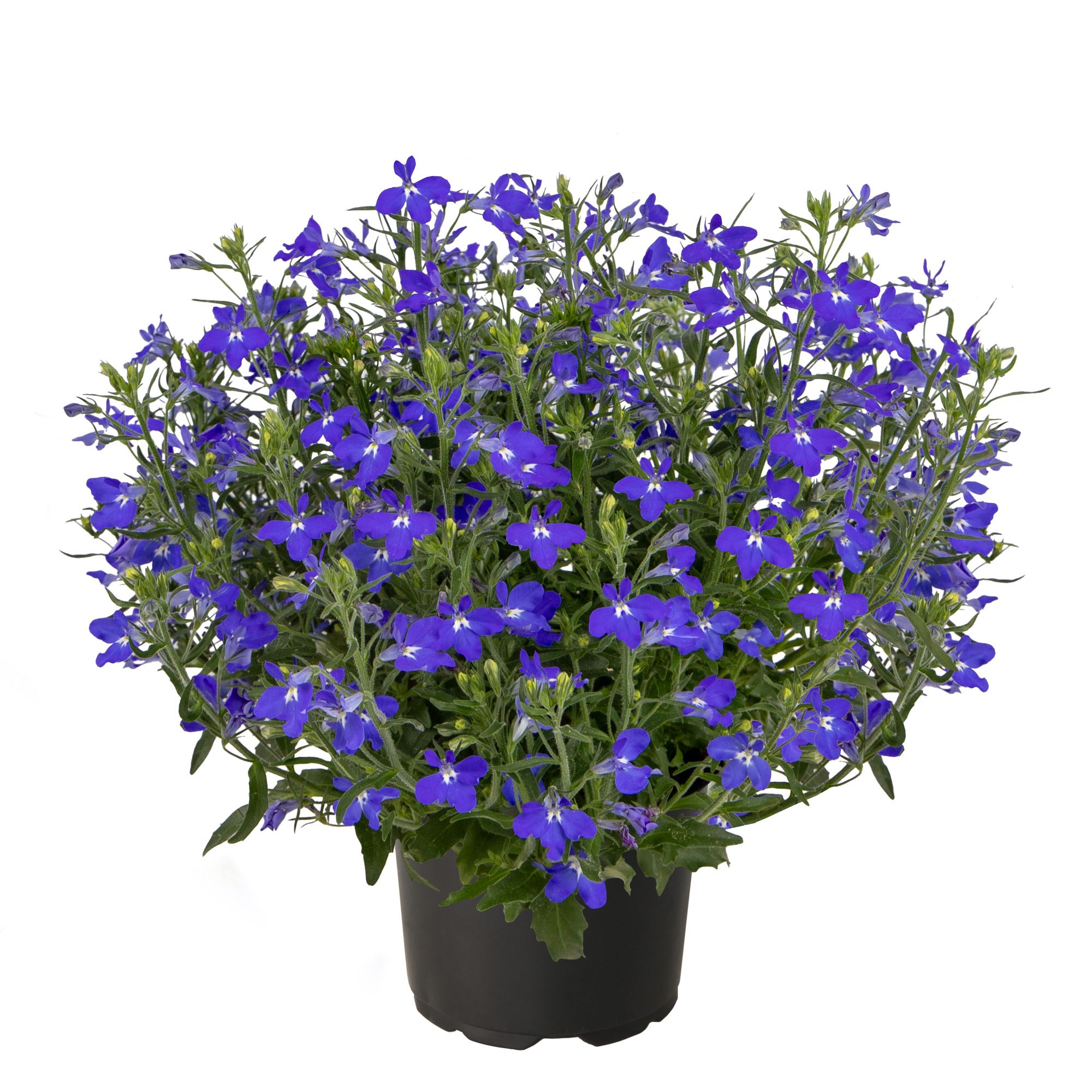 70131273-pot.jpg