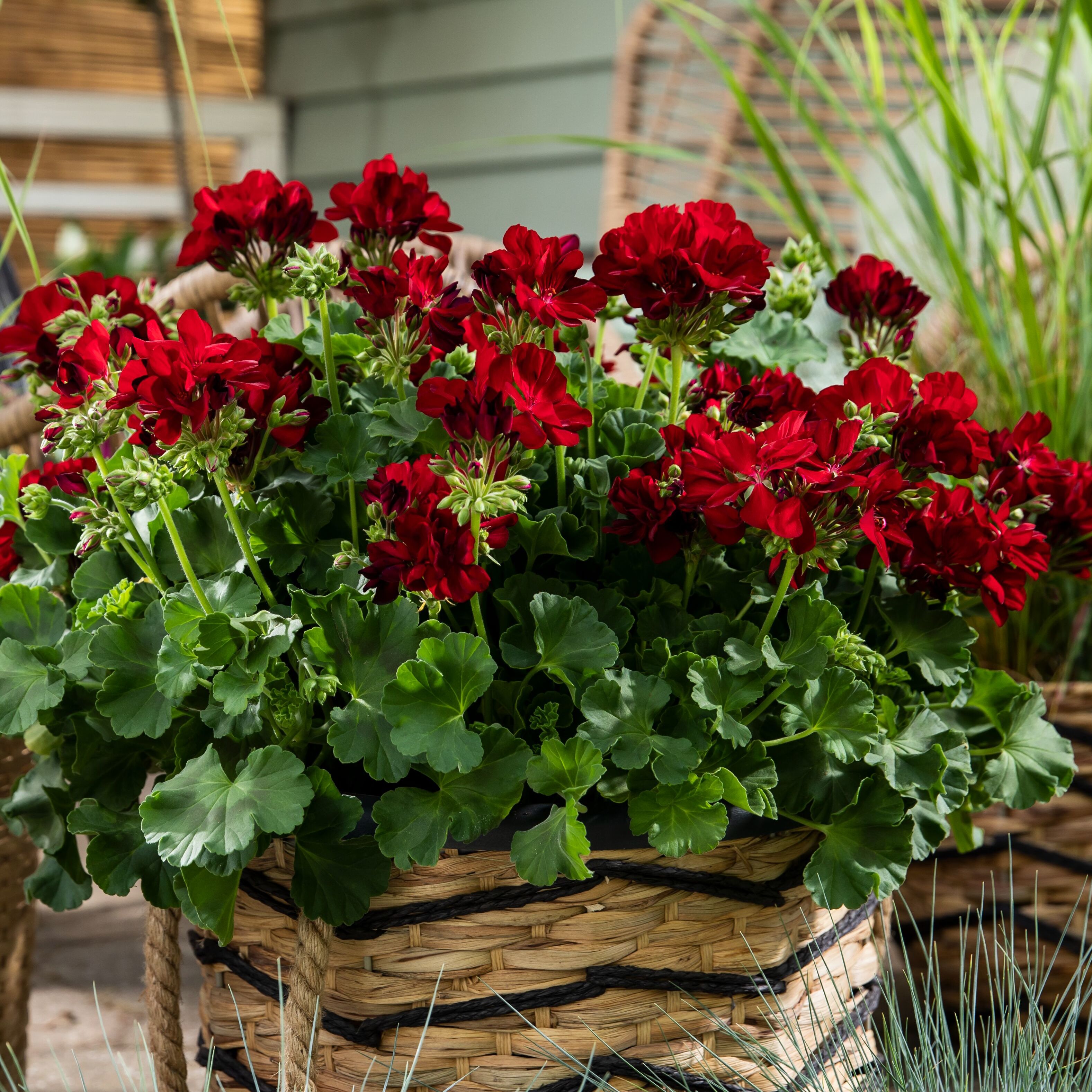 Calliope® M Dark Red | Syngenta Flowers