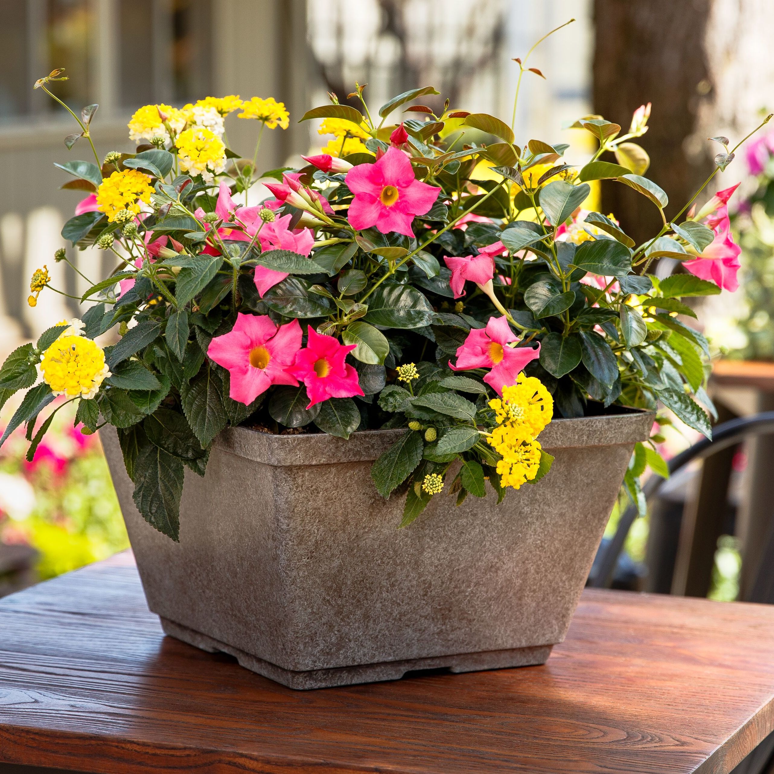 Rio® Petite Pink | Syngenta Flowers