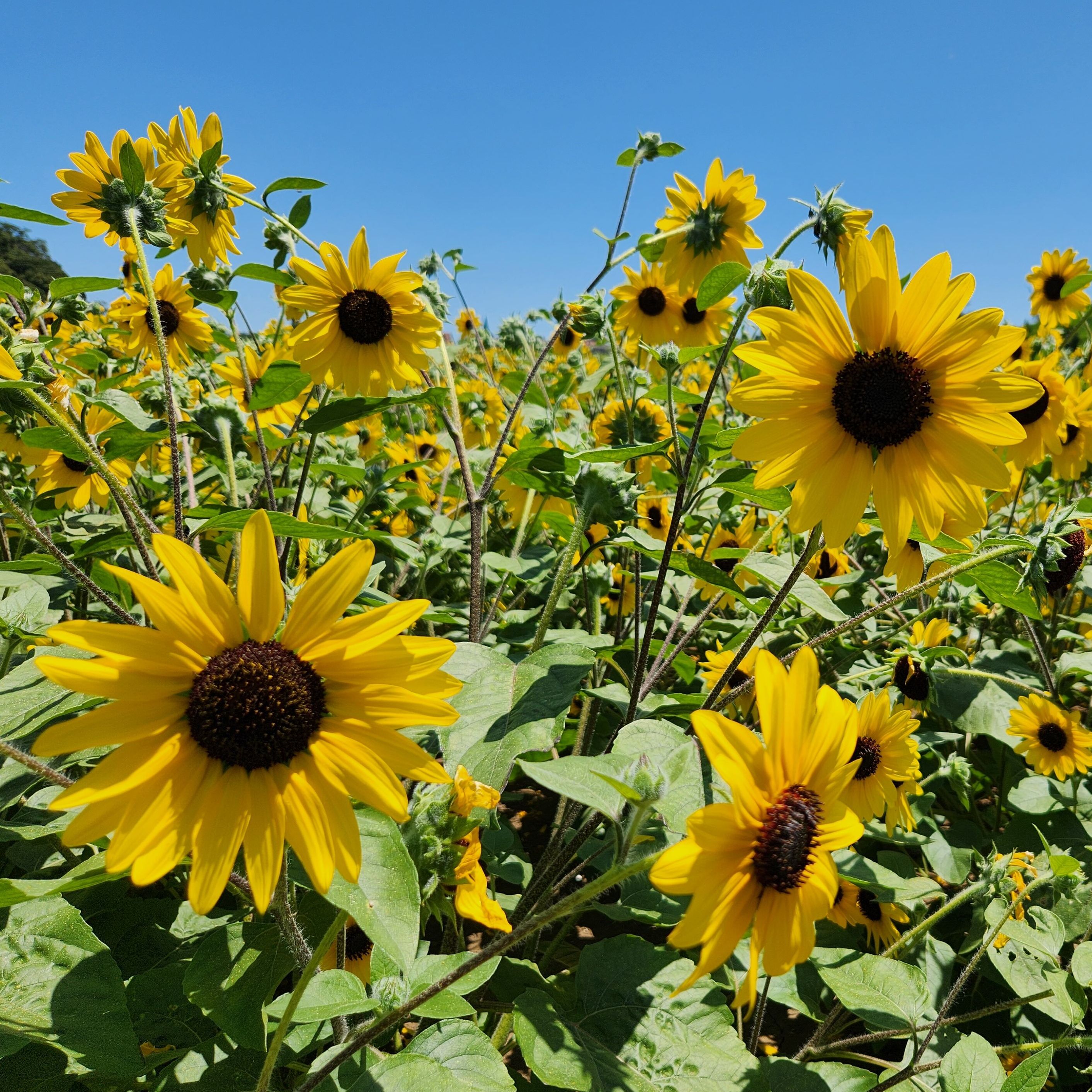 Sunfinity® Yellow Dark Center | Syngenta Flowers