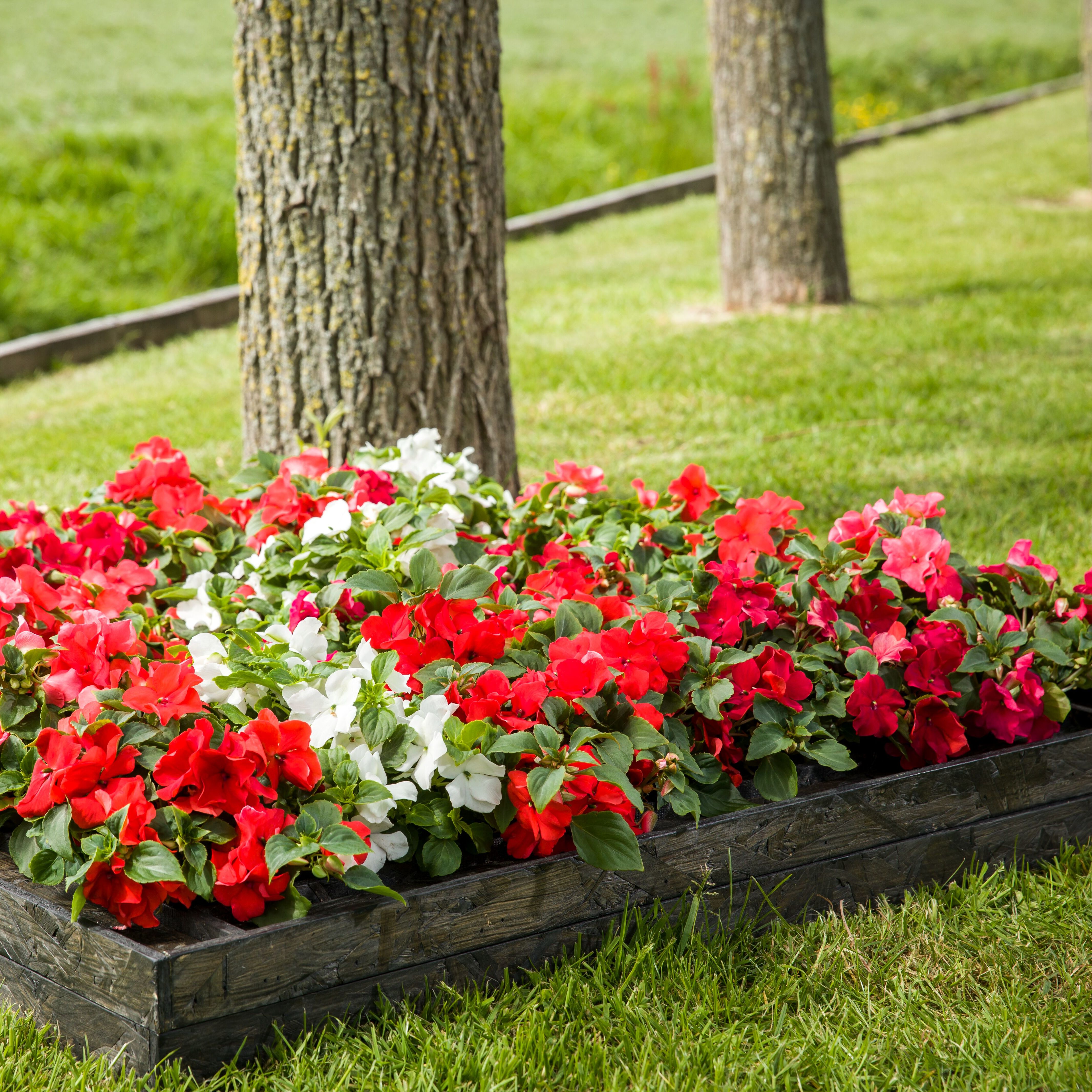 Imara® XDR Hot! Mix | Syngenta Flowers