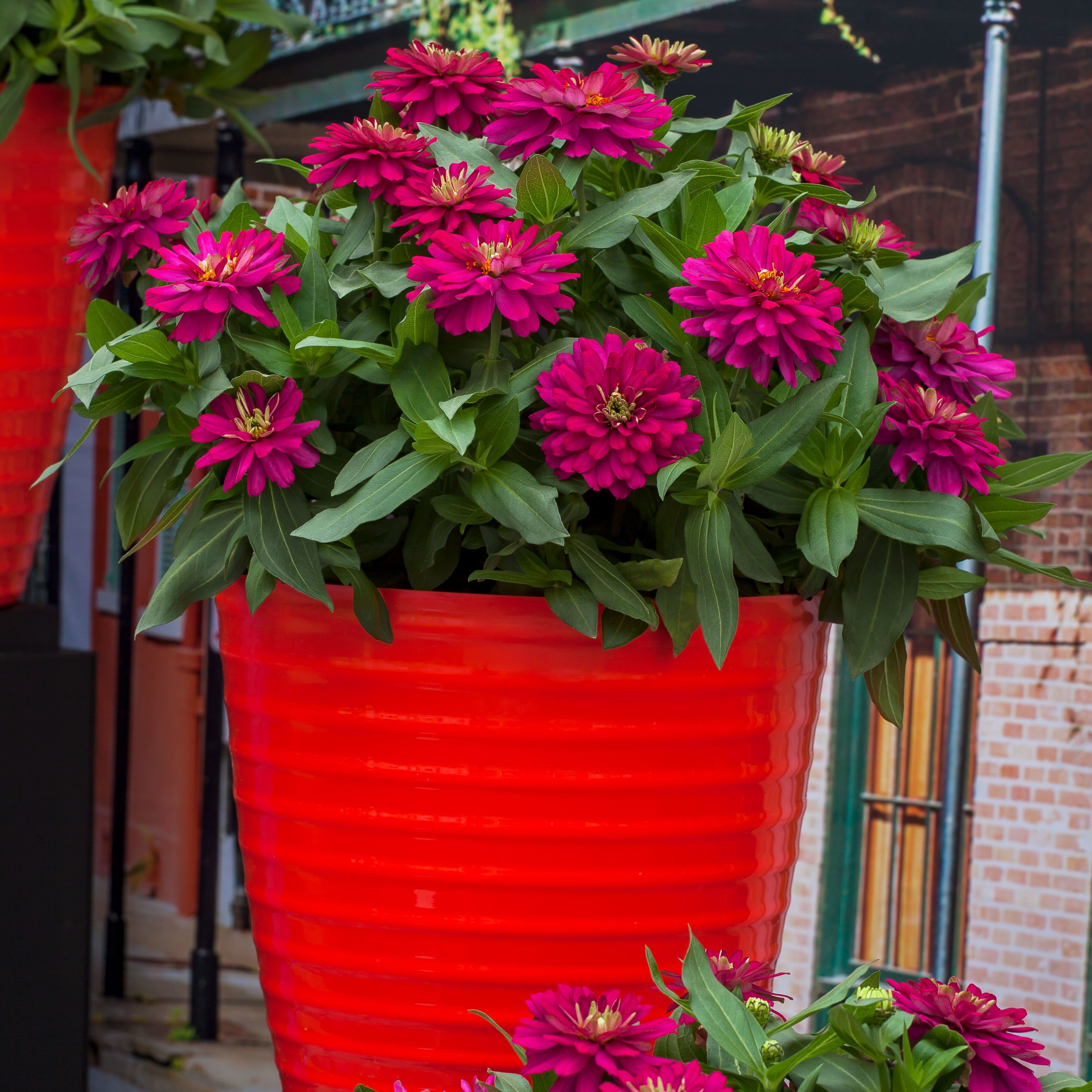 チェリー Zydeco Cherry | Syngenta Flowers