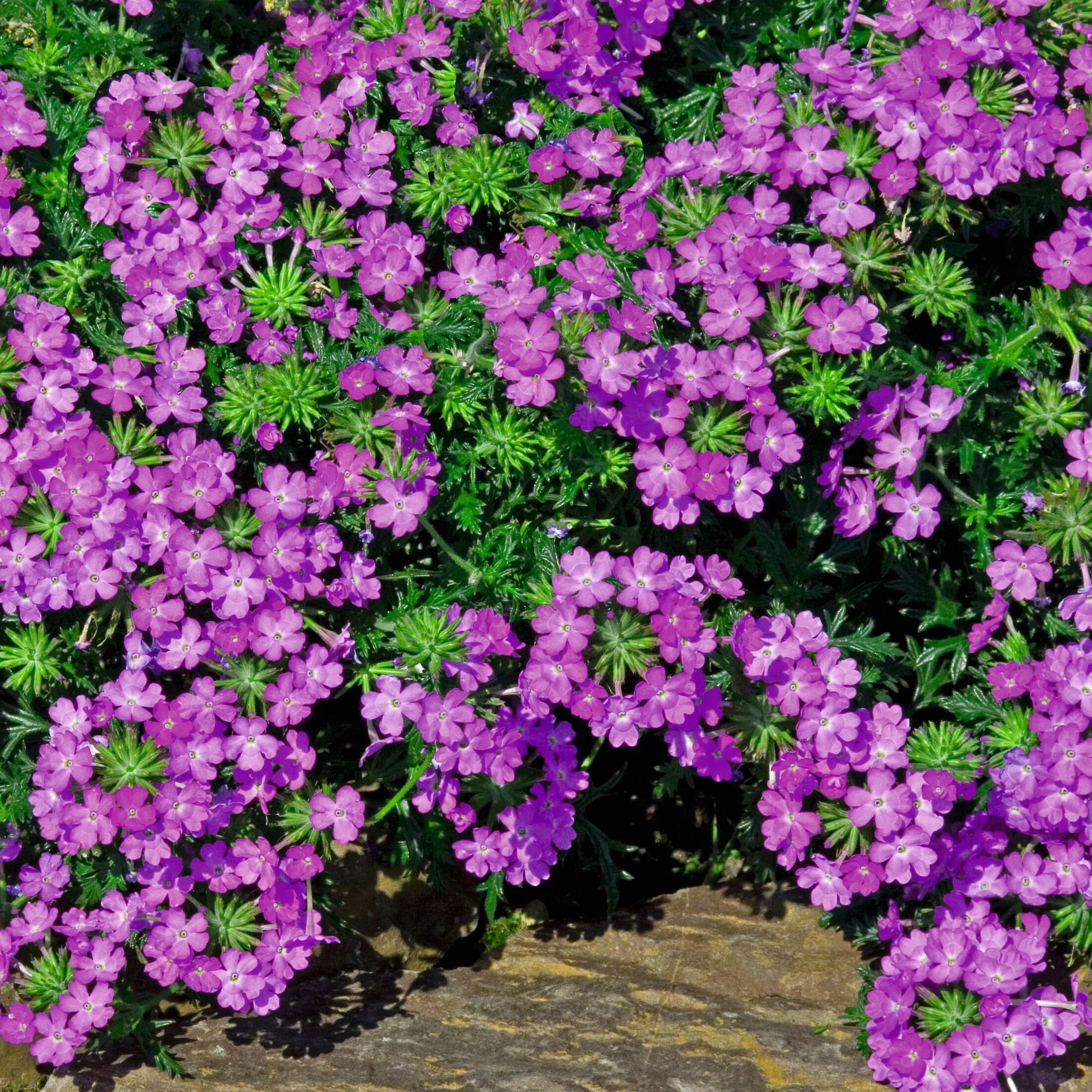 Magelana Lilac | Syngenta Flowers