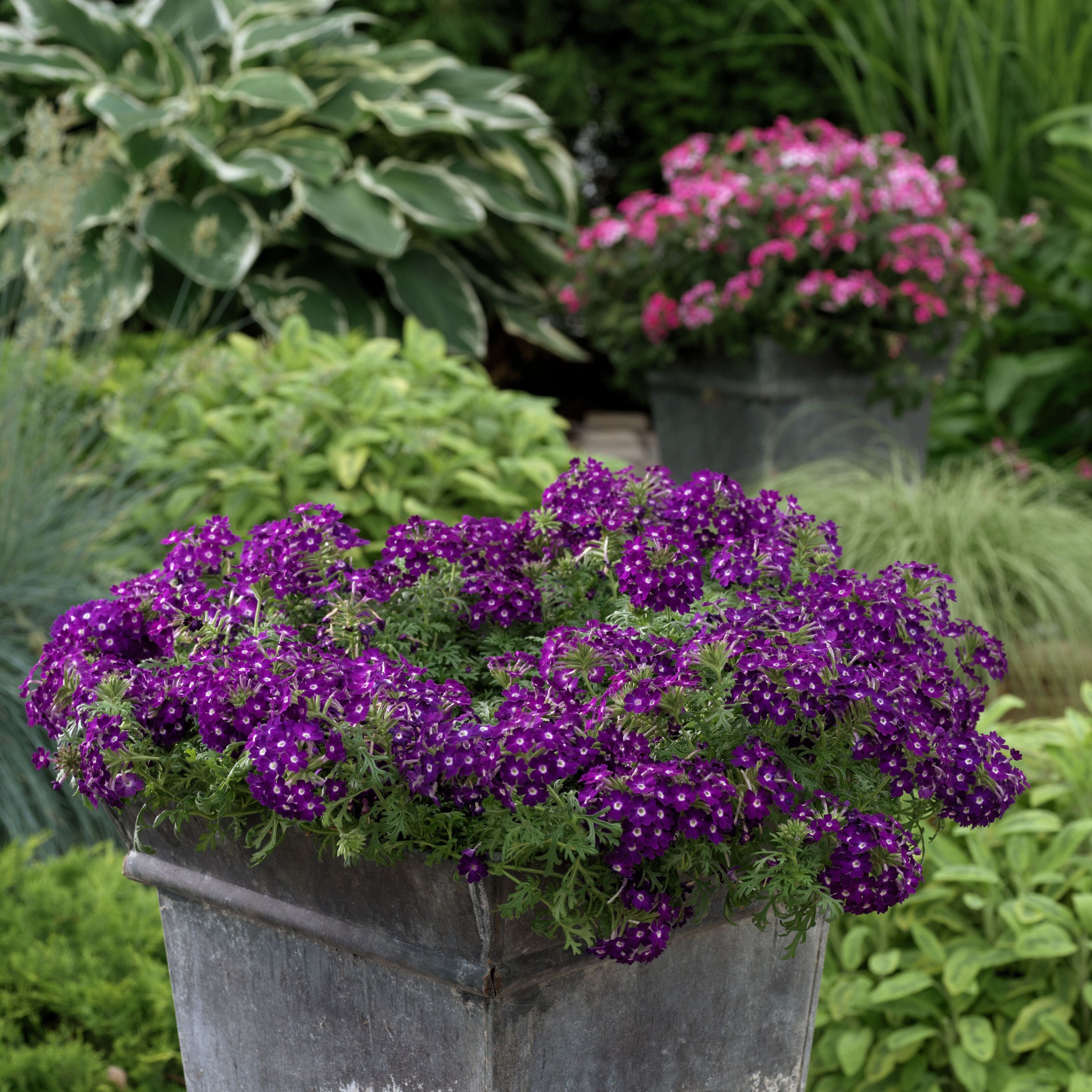 Lanai® Compact Blue Eye | Syngenta Flowers