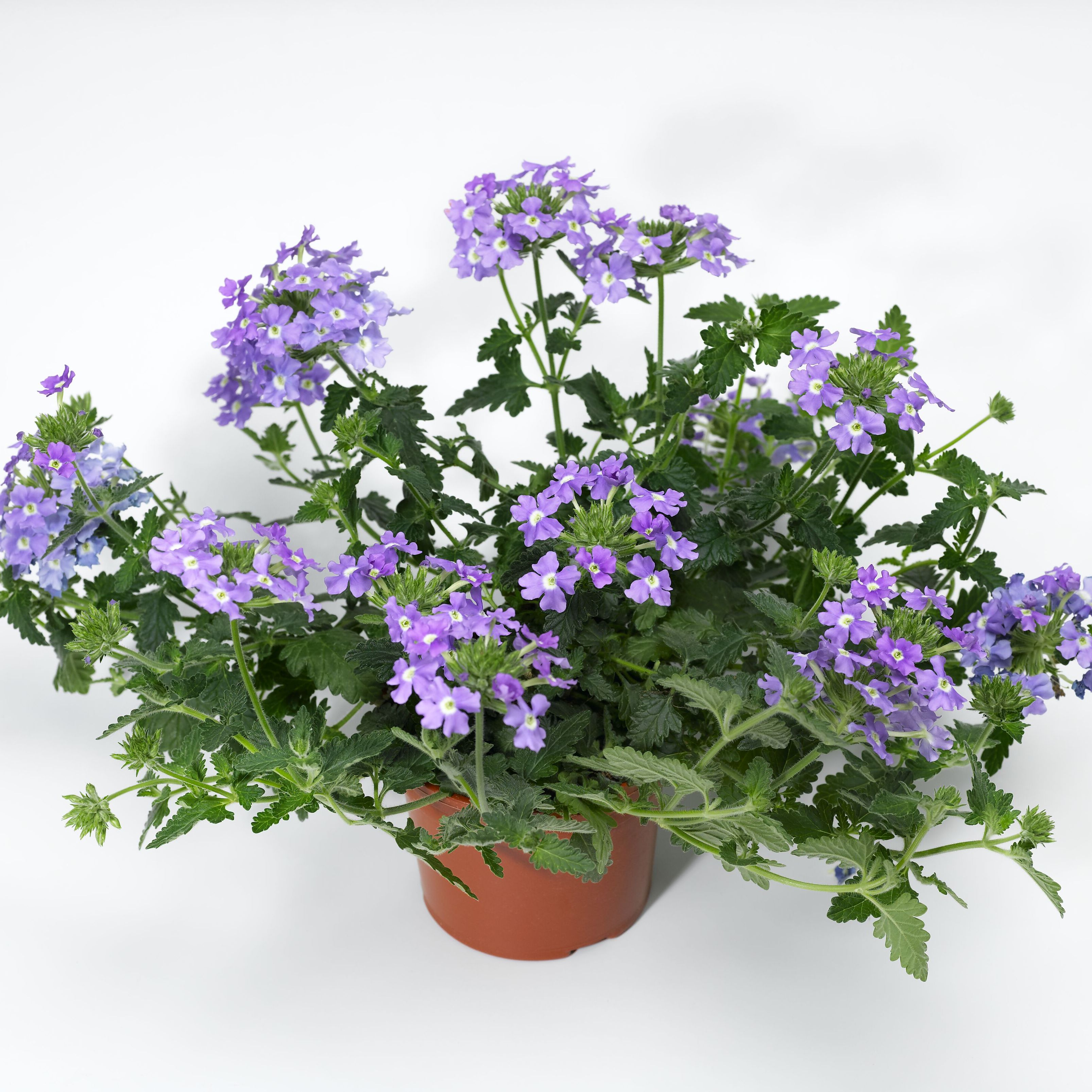 70054659-pot.jpg