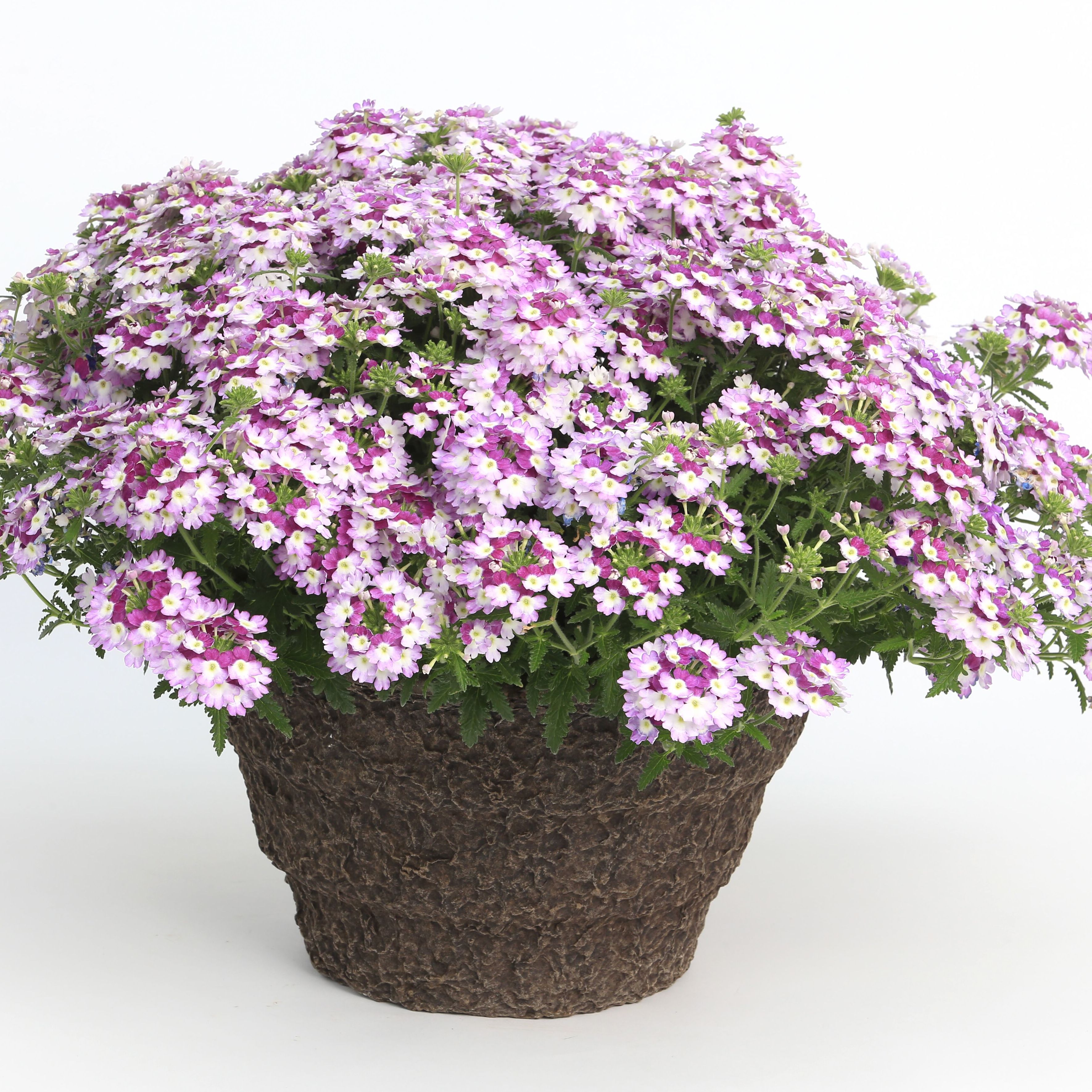 70054665-pot.jpg