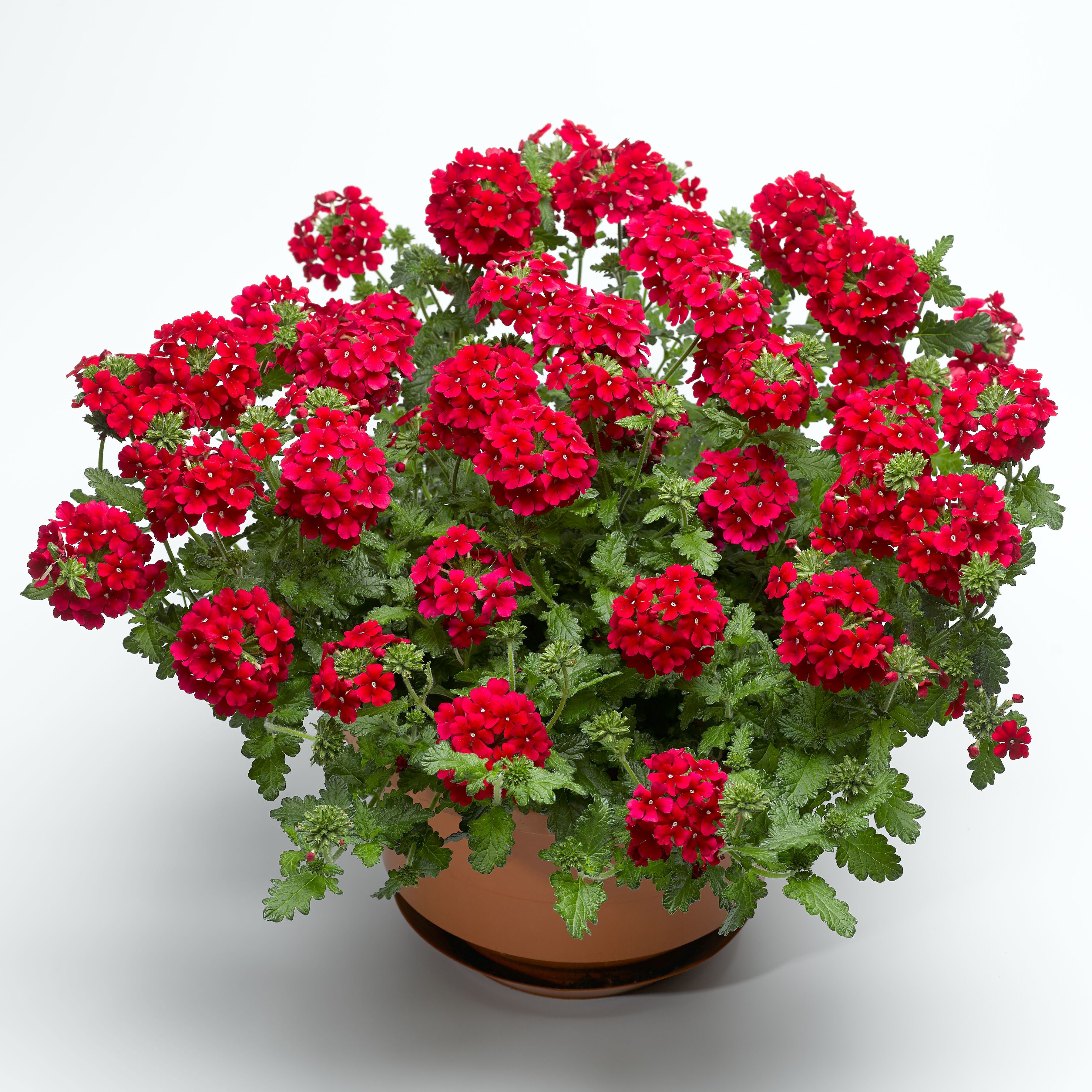 菜花 Lanai® Early Deep Red | Syngenta Flowers