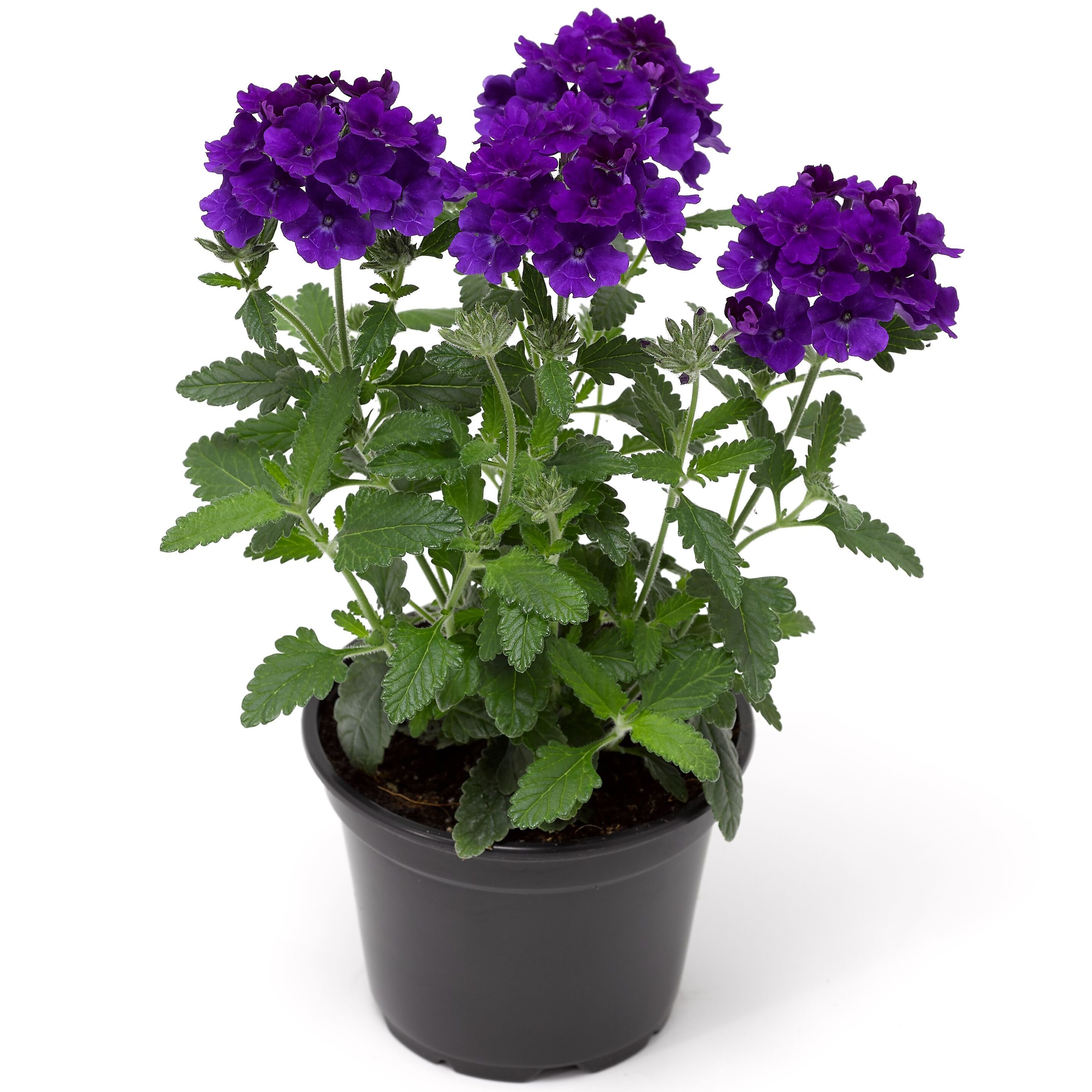 Lanai® Up True Blue | Syngenta Flowers