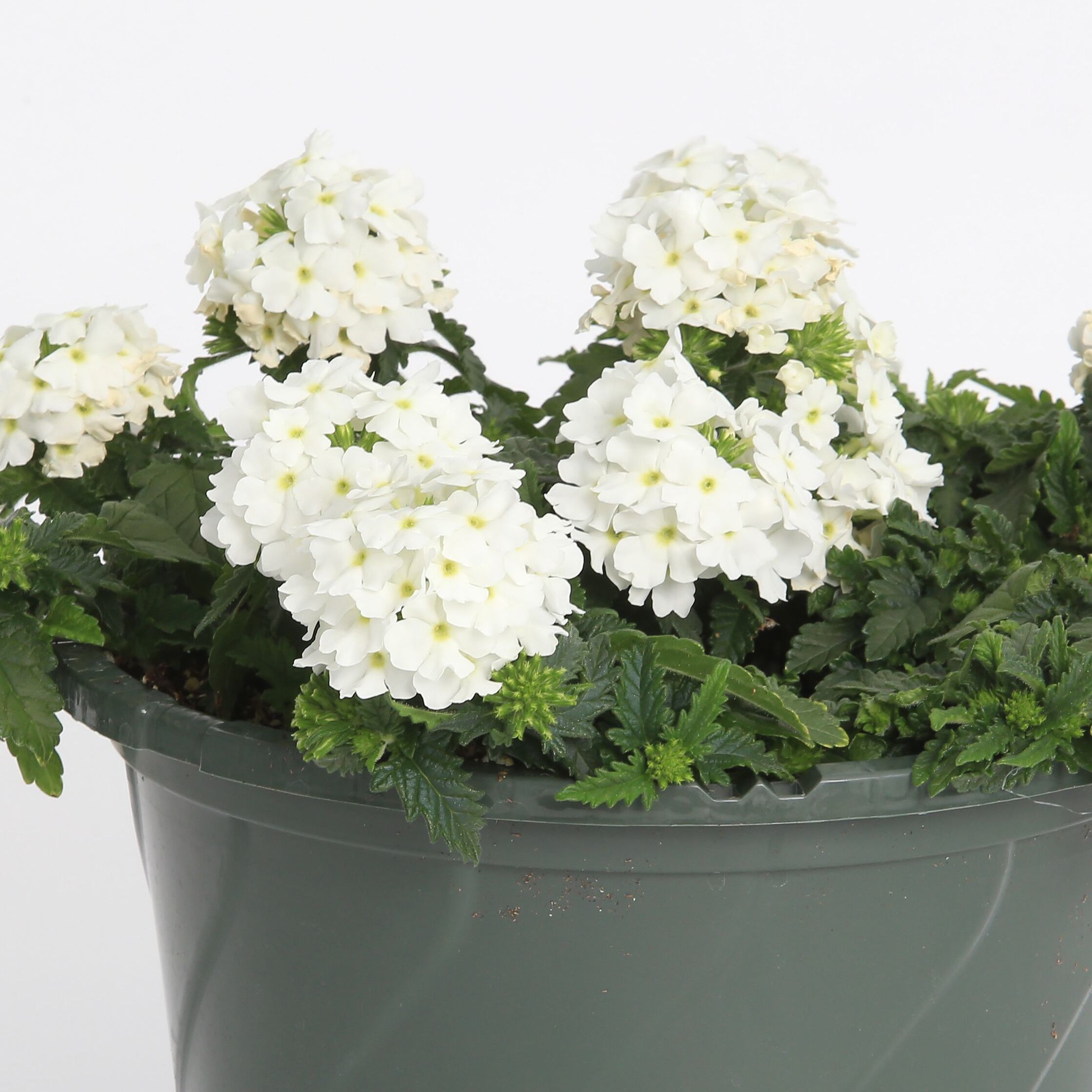 70065900-pot.jpg