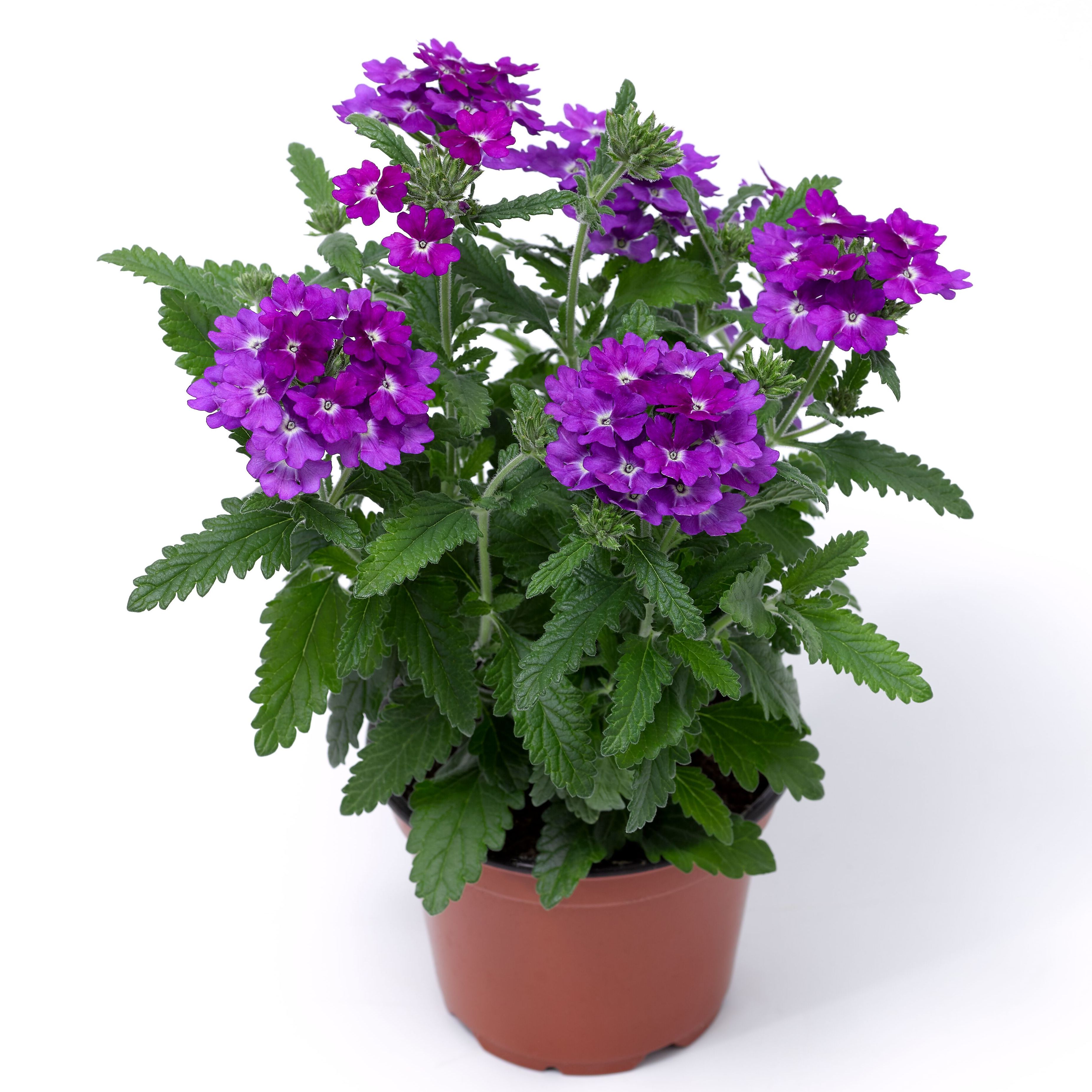 ムランジーナ Lanai® Up Purple | Syngenta Flowers