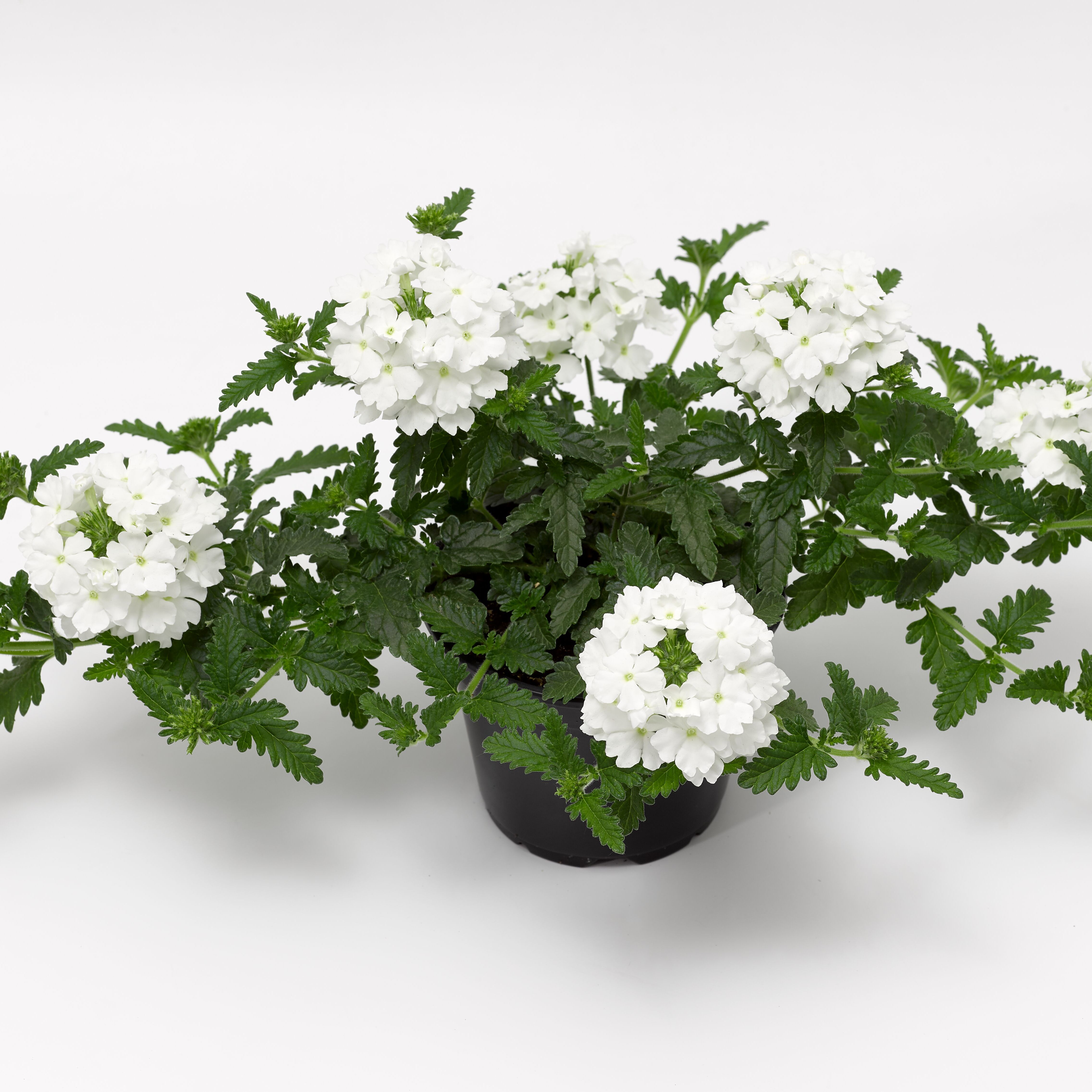 Lanai® White | Syngenta Flowers