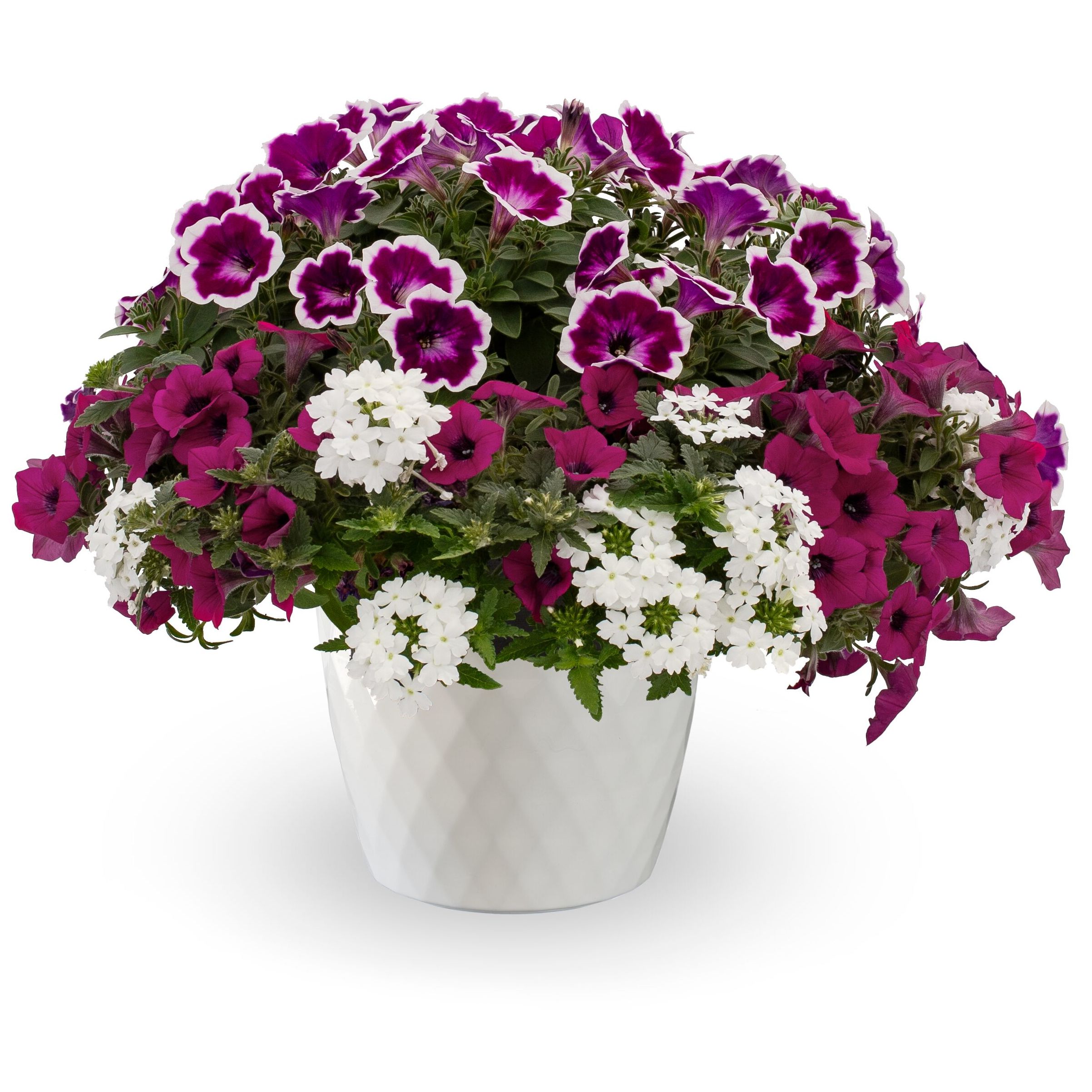 Lanai® White | Syngenta Flowers