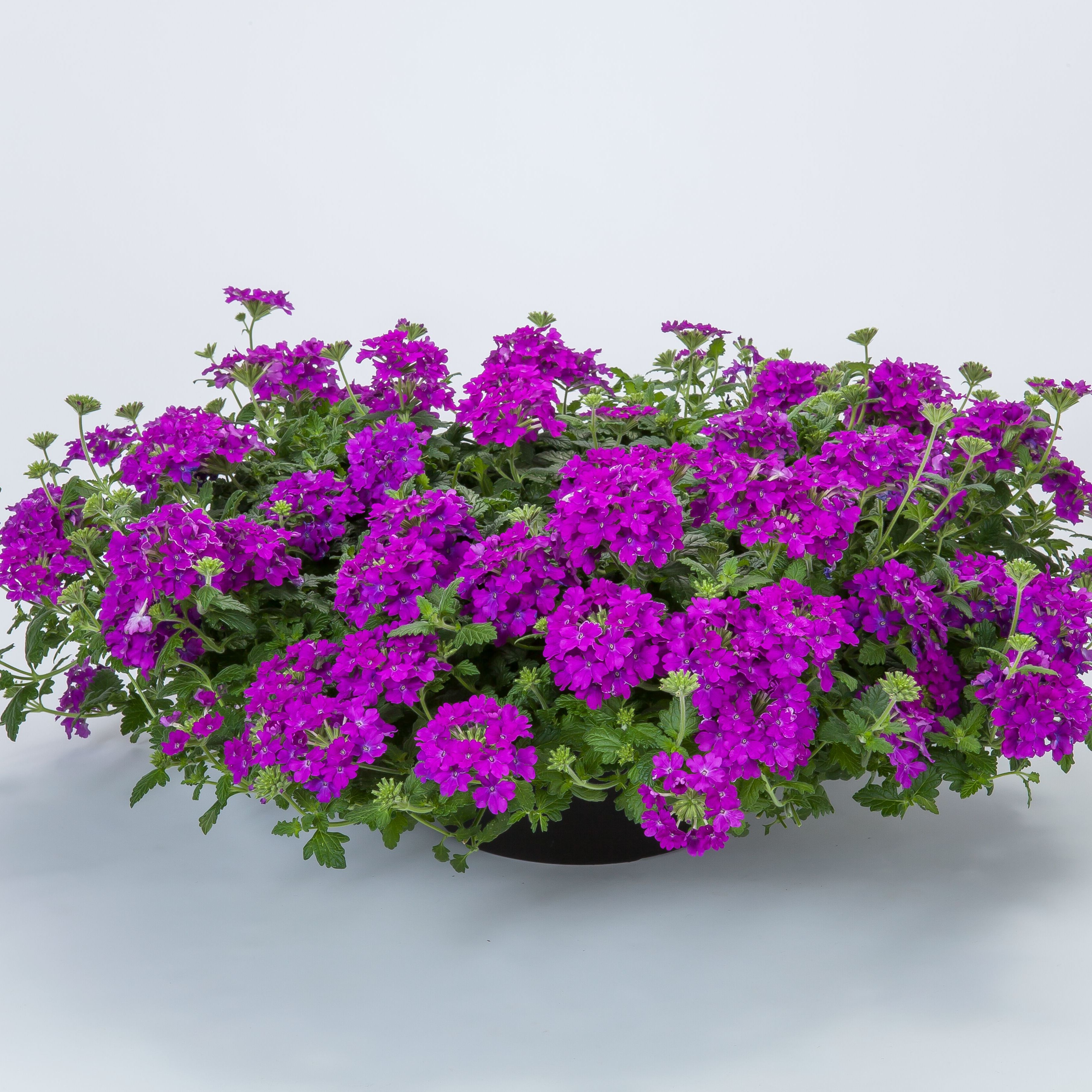 Lanai® Purple | Syngenta Flowers