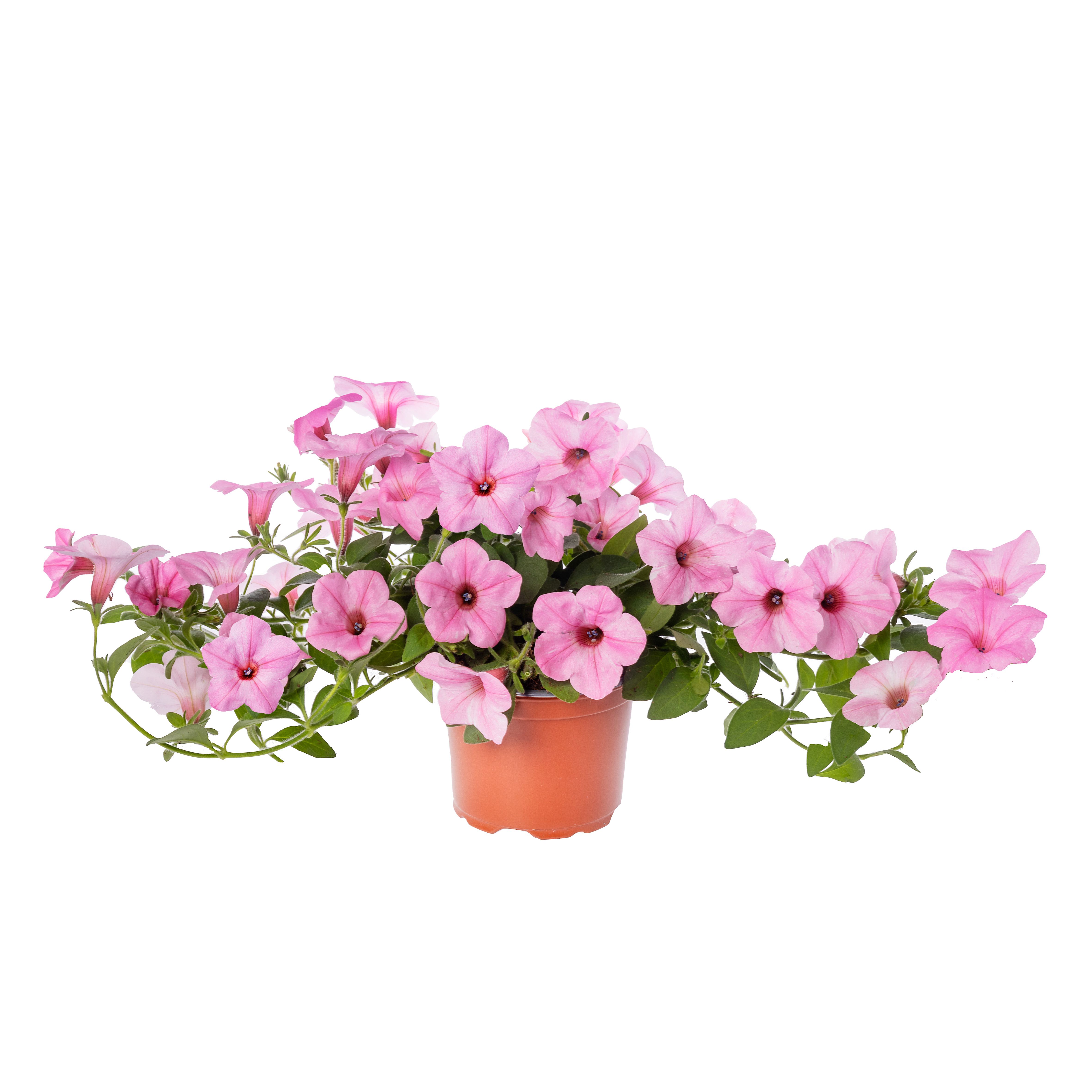 stina タイプW Golden Hour baby pink サイズP Garden Supreme Sweet Pink | Syngenta Flowers