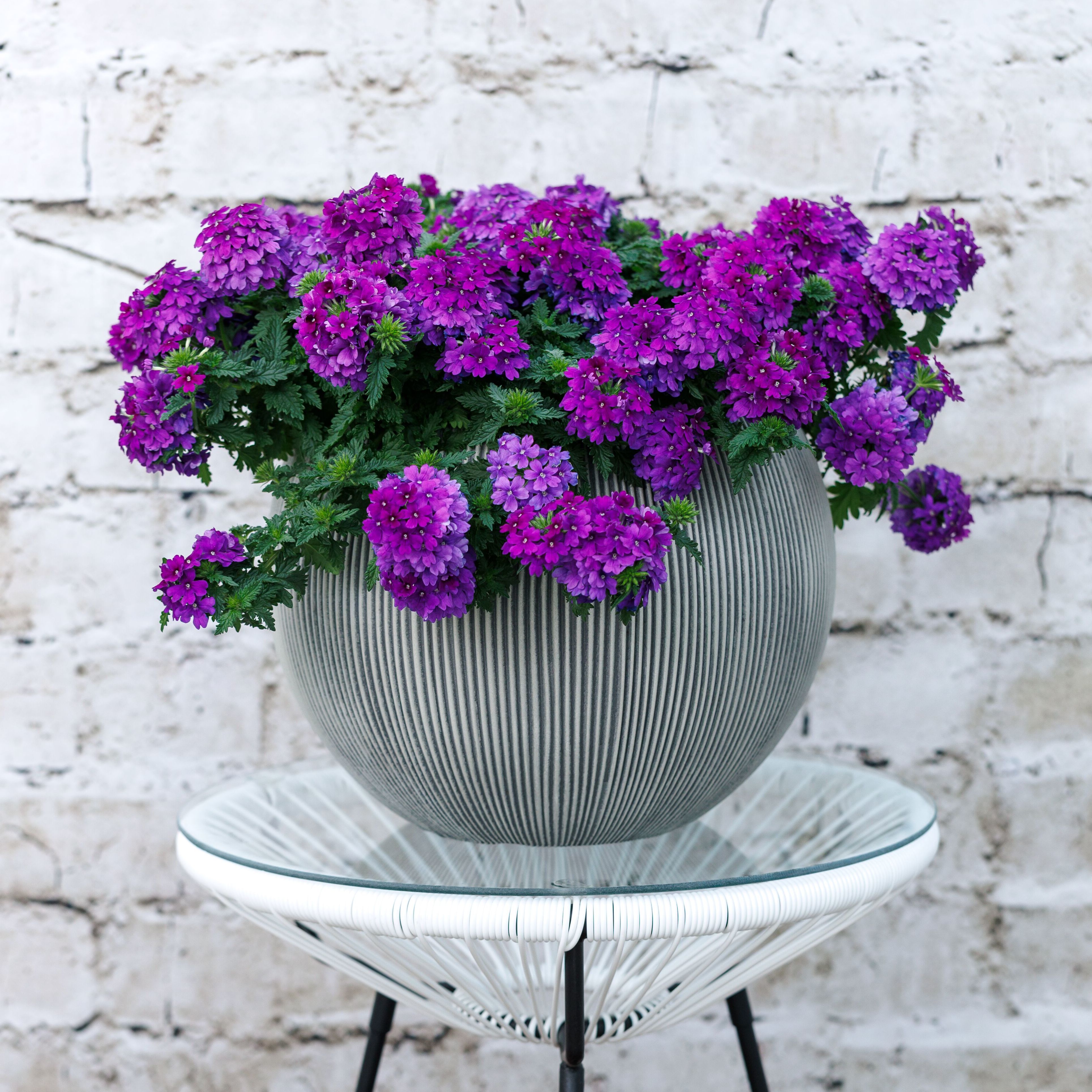 Lanai® Blue | Syngenta Flowers