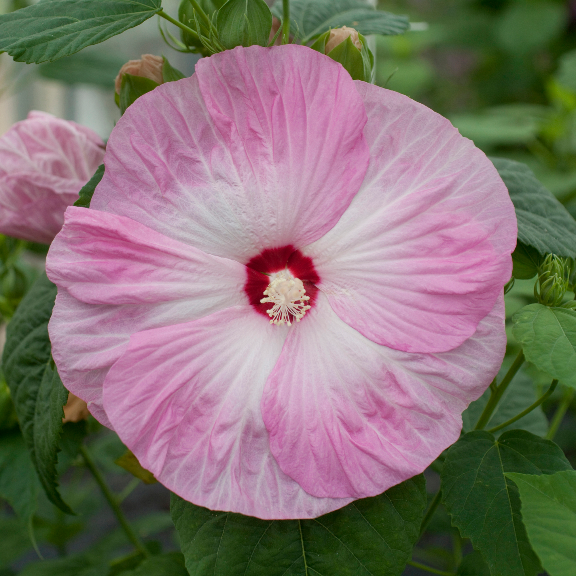 Honeymoon Light Rose