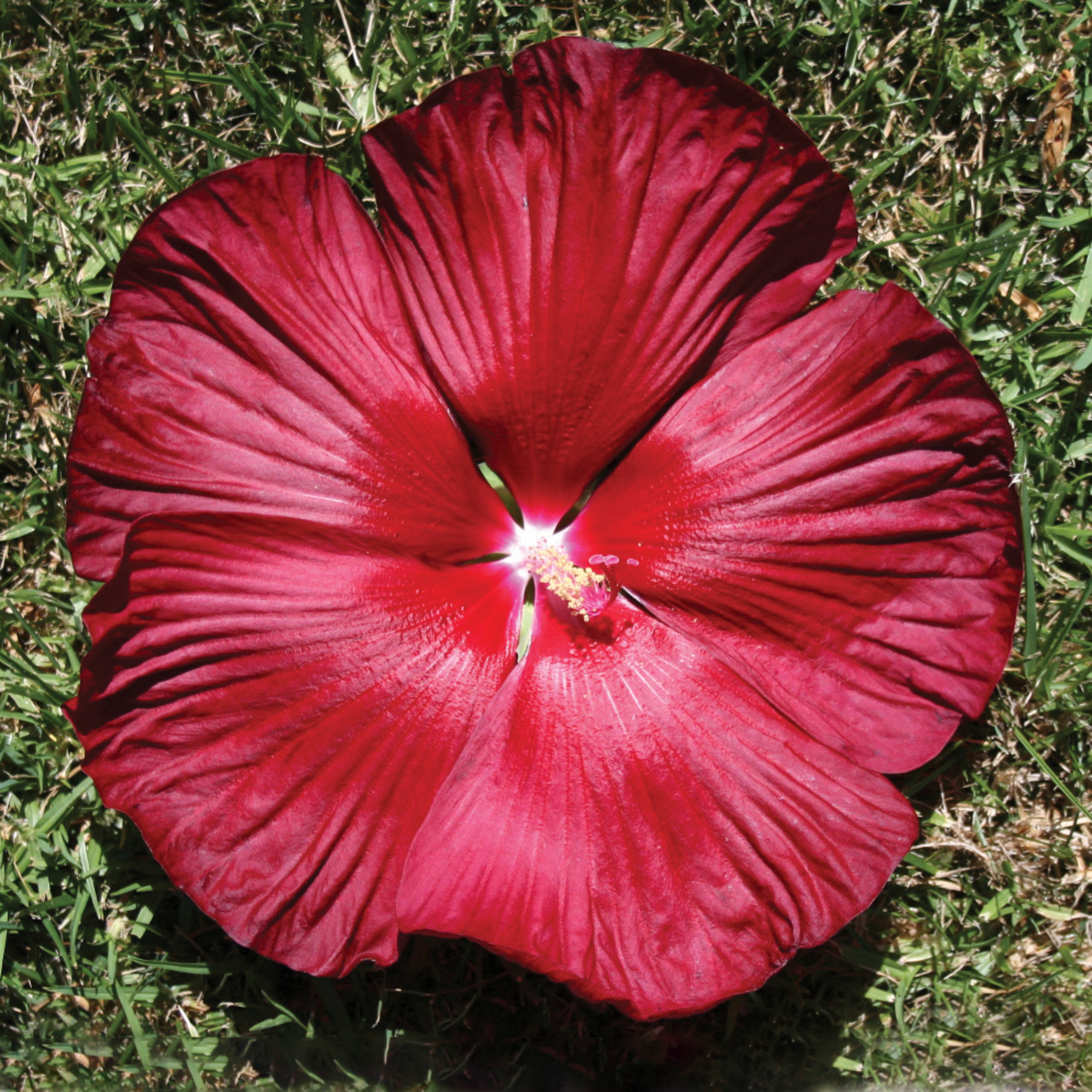 Honeymoon Deep Red