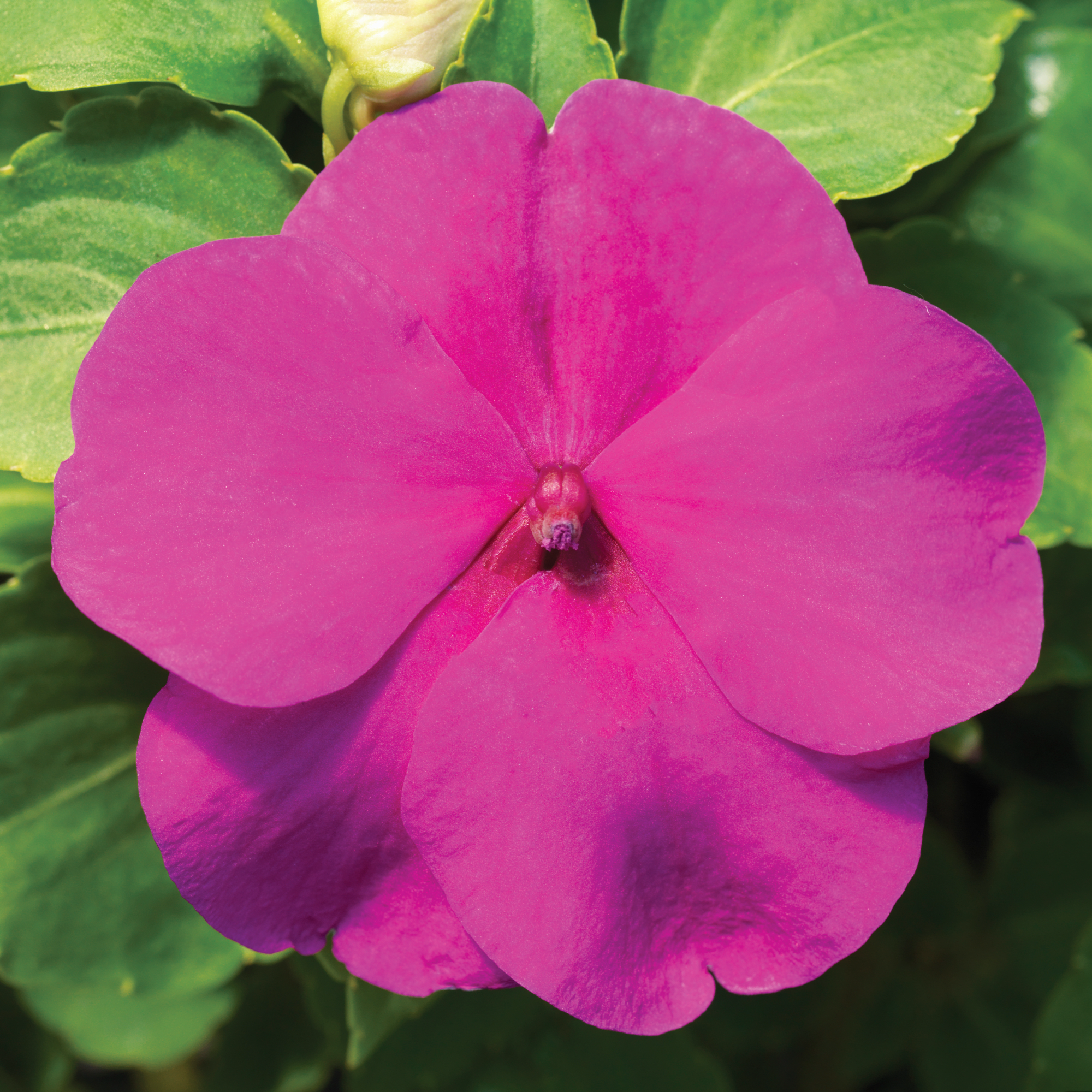 Accent Premium Lilac