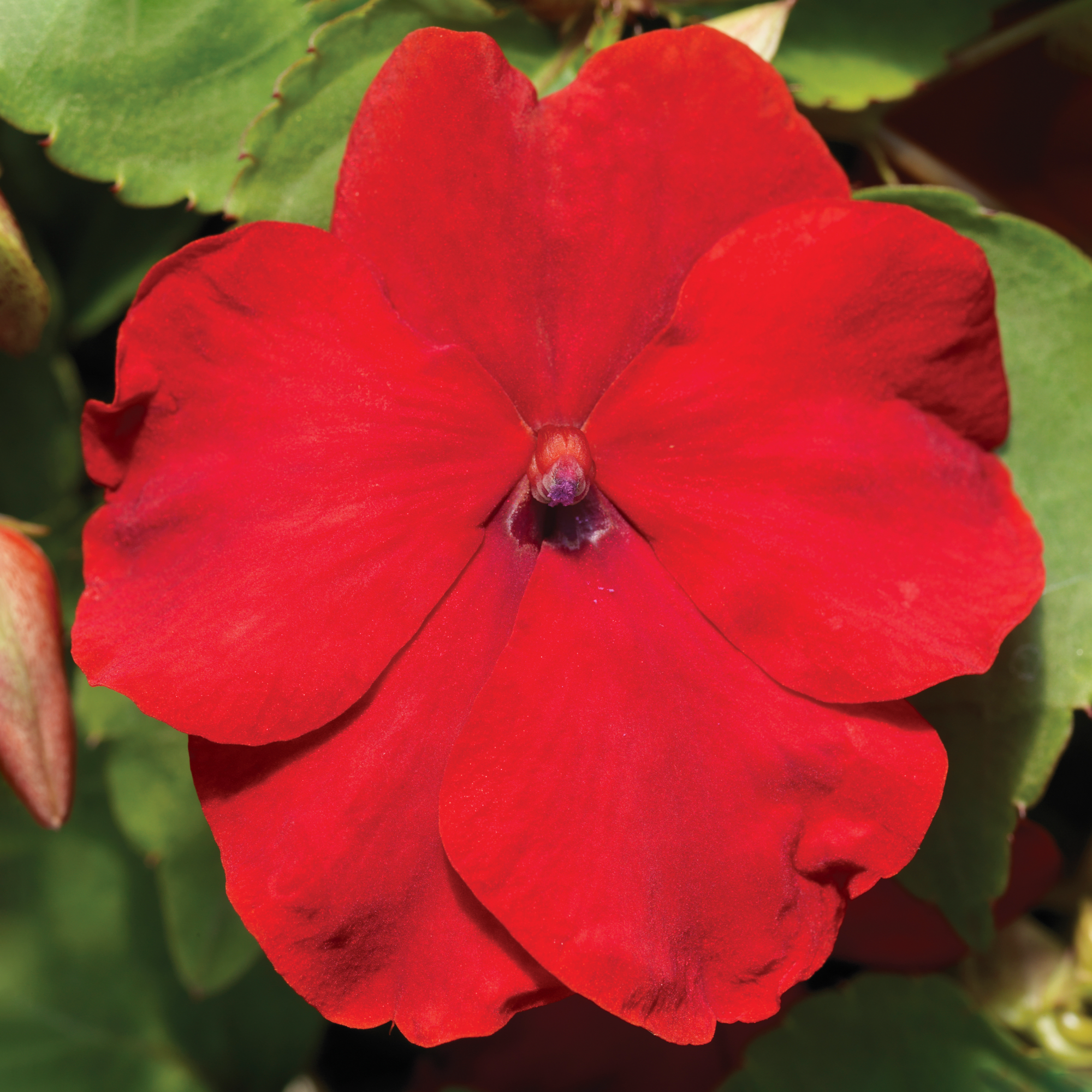Accent Premium Red
