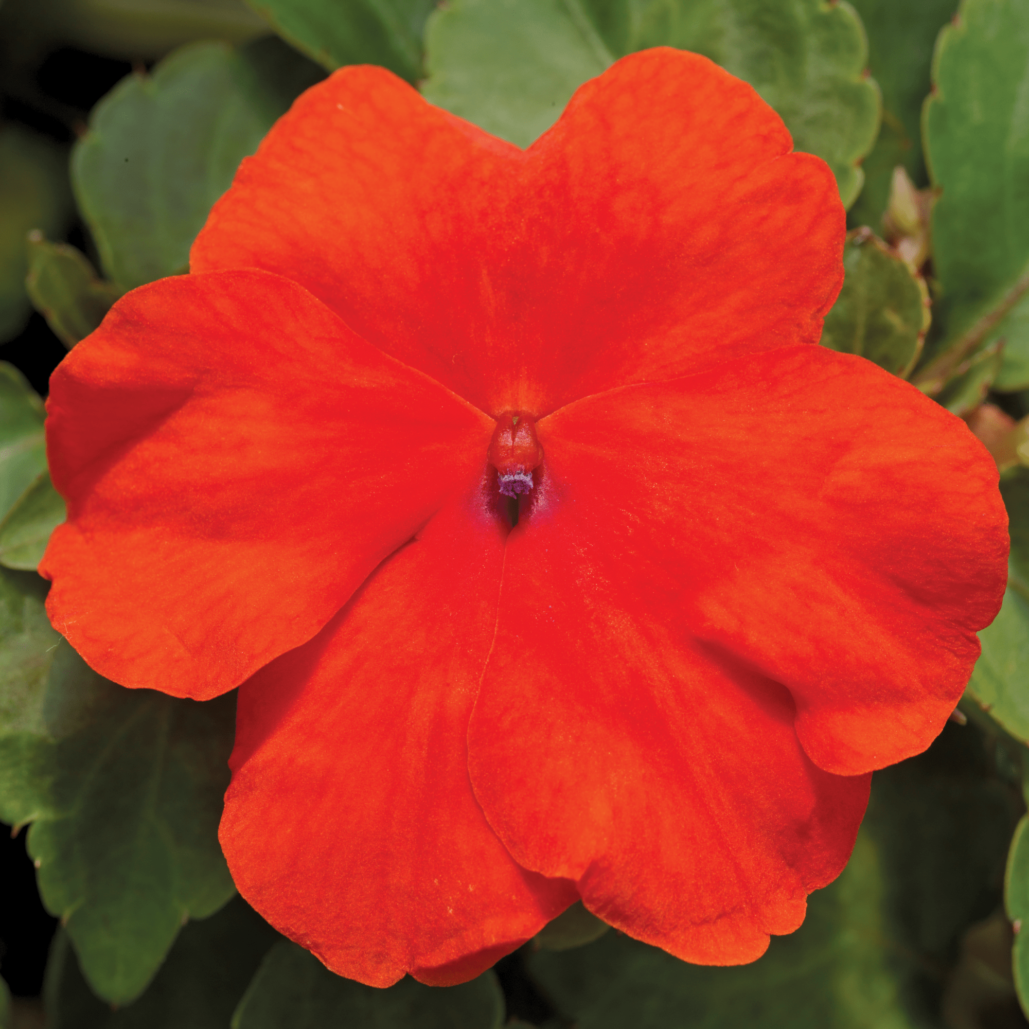Accent Premium Deep Orange