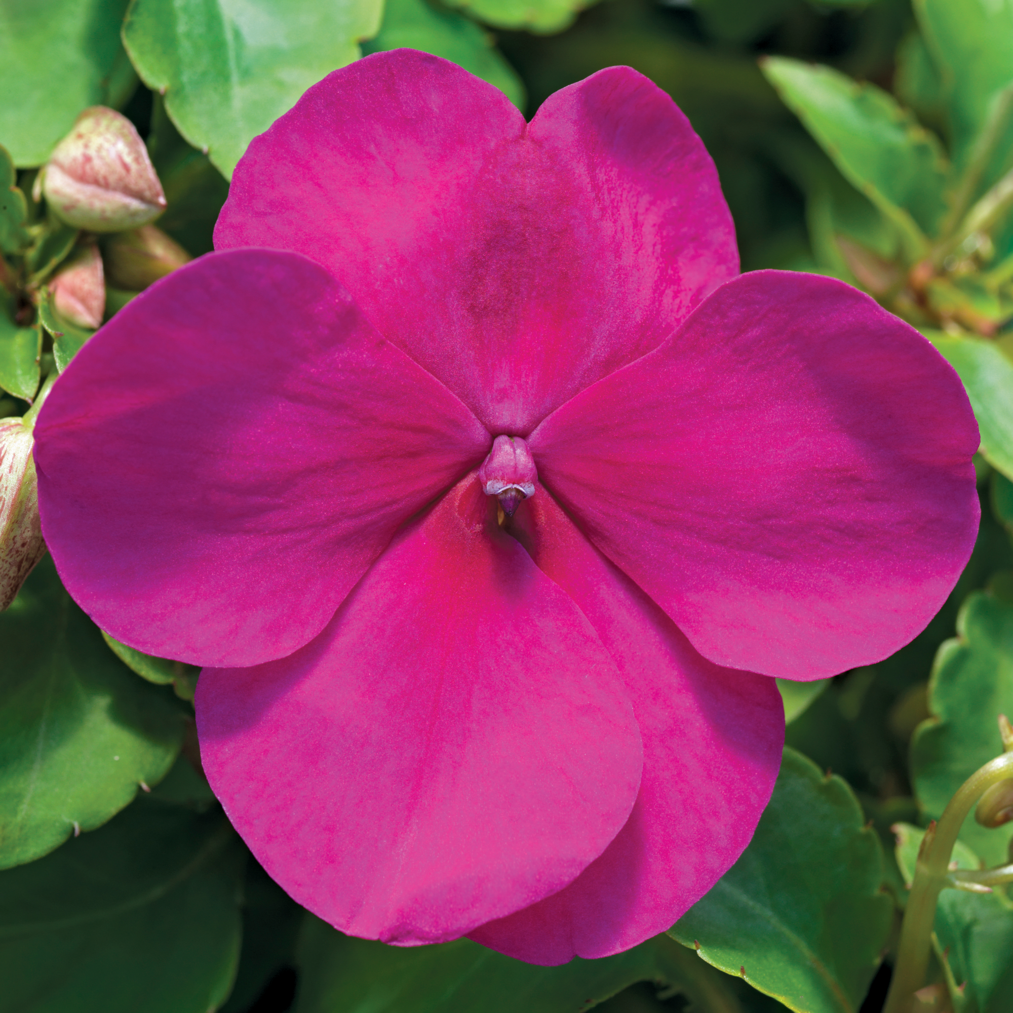 Accent Premium Violet