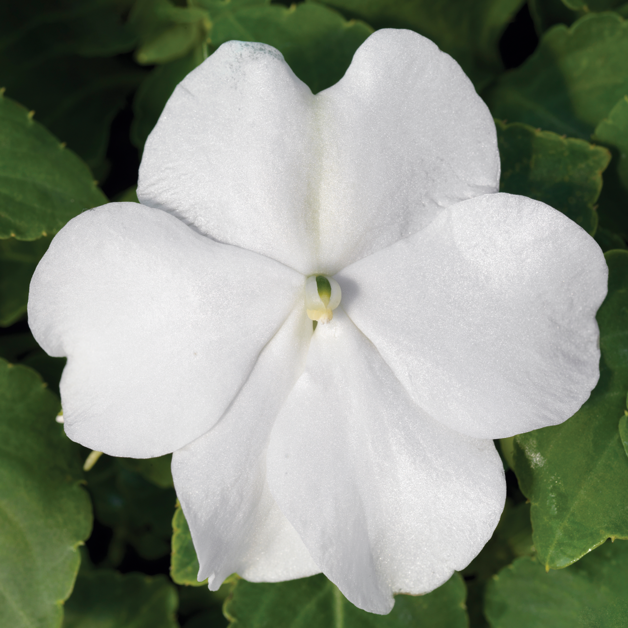 Accent Premium White