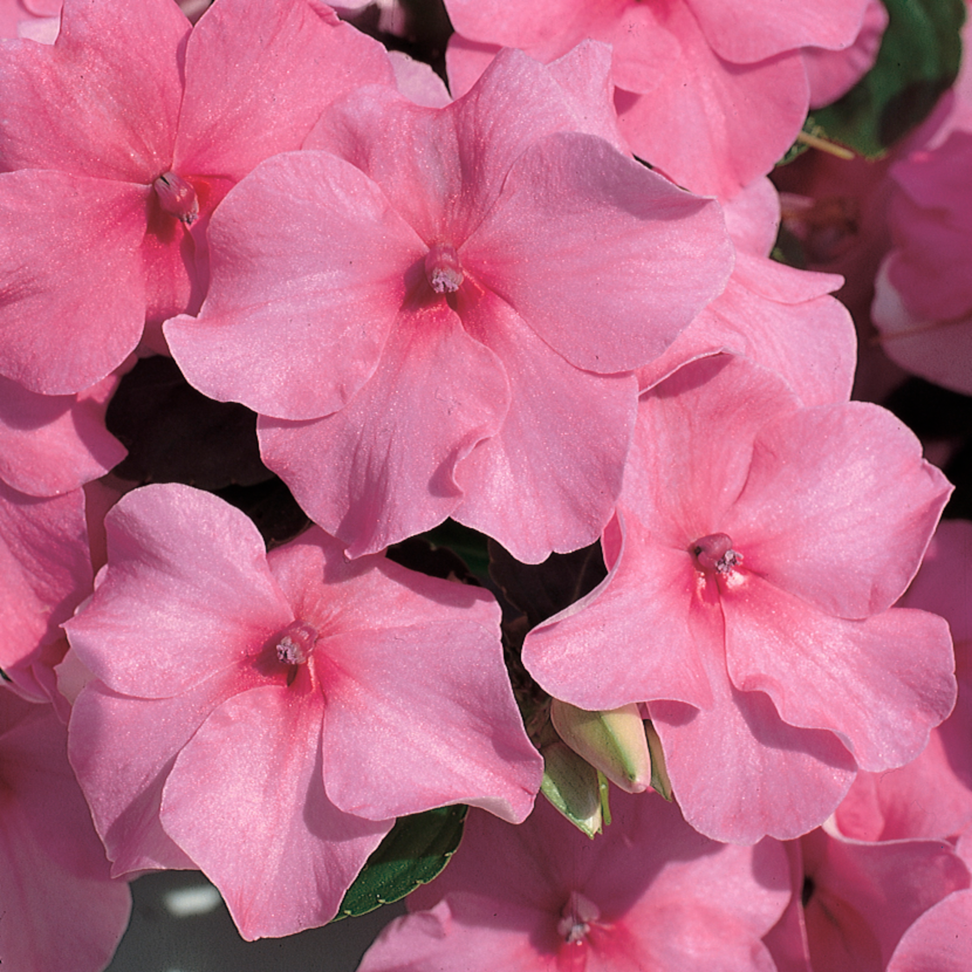 Accent Deep Pink