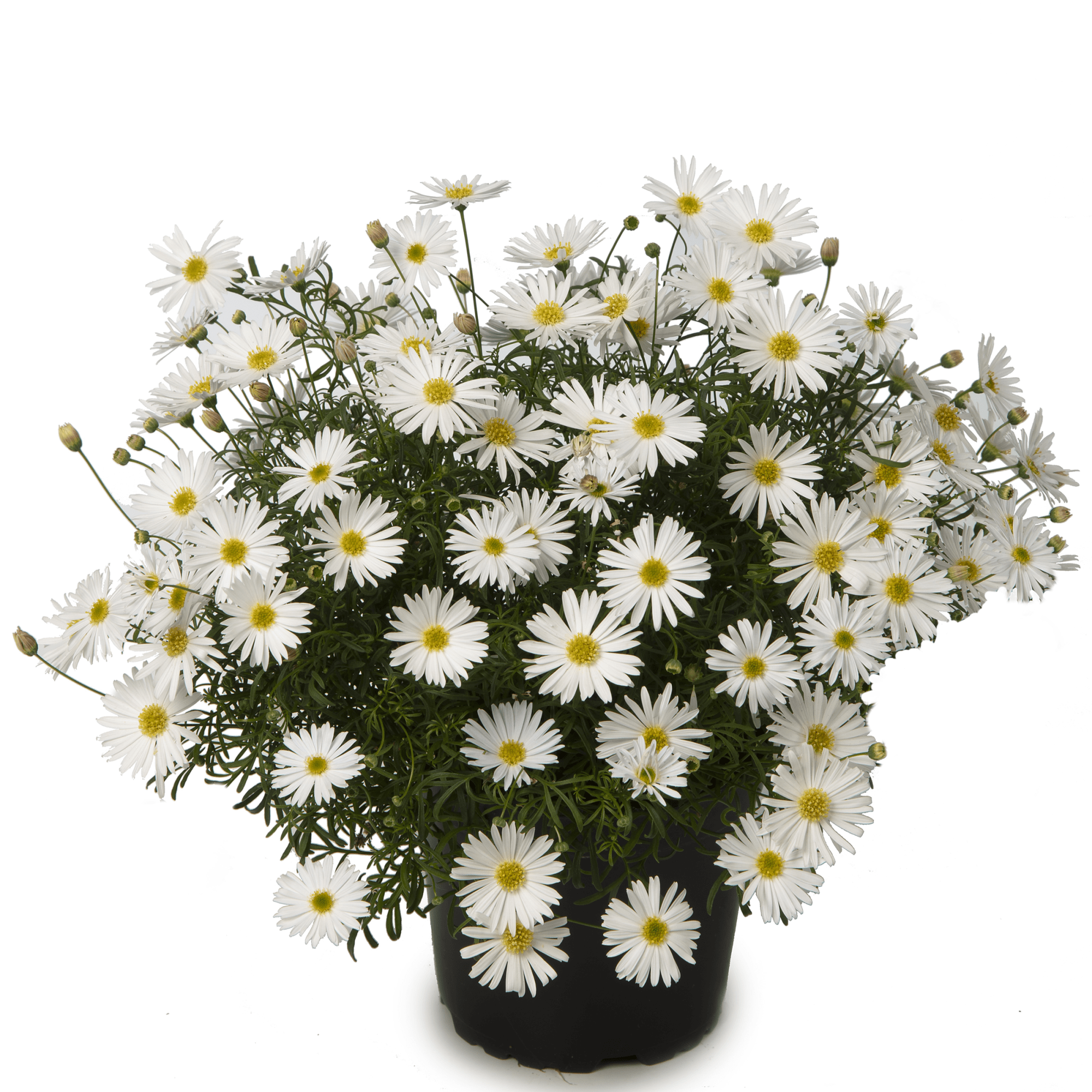 Surdaisy® White | Syngenta Flowers