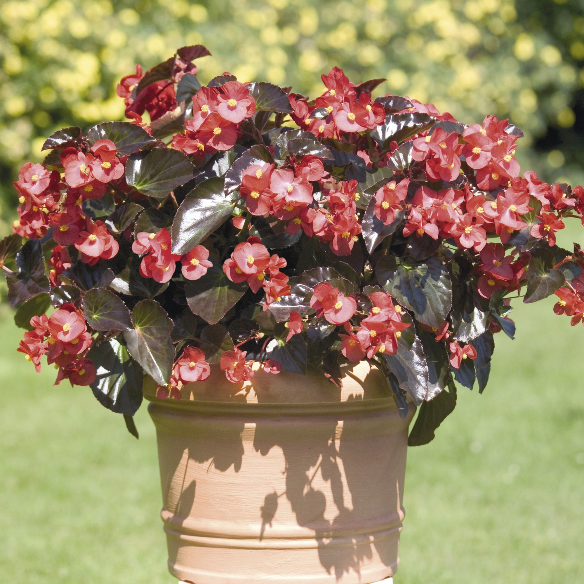 Big Bronze Leaf Red